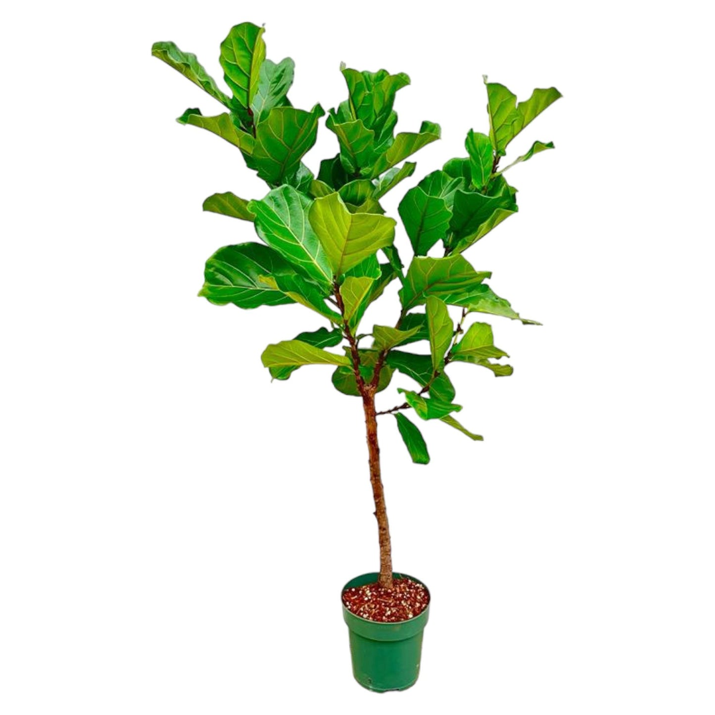 Ficus Lyrata-Stamm - 170 cm - ⌀30 - Pflanzfix24