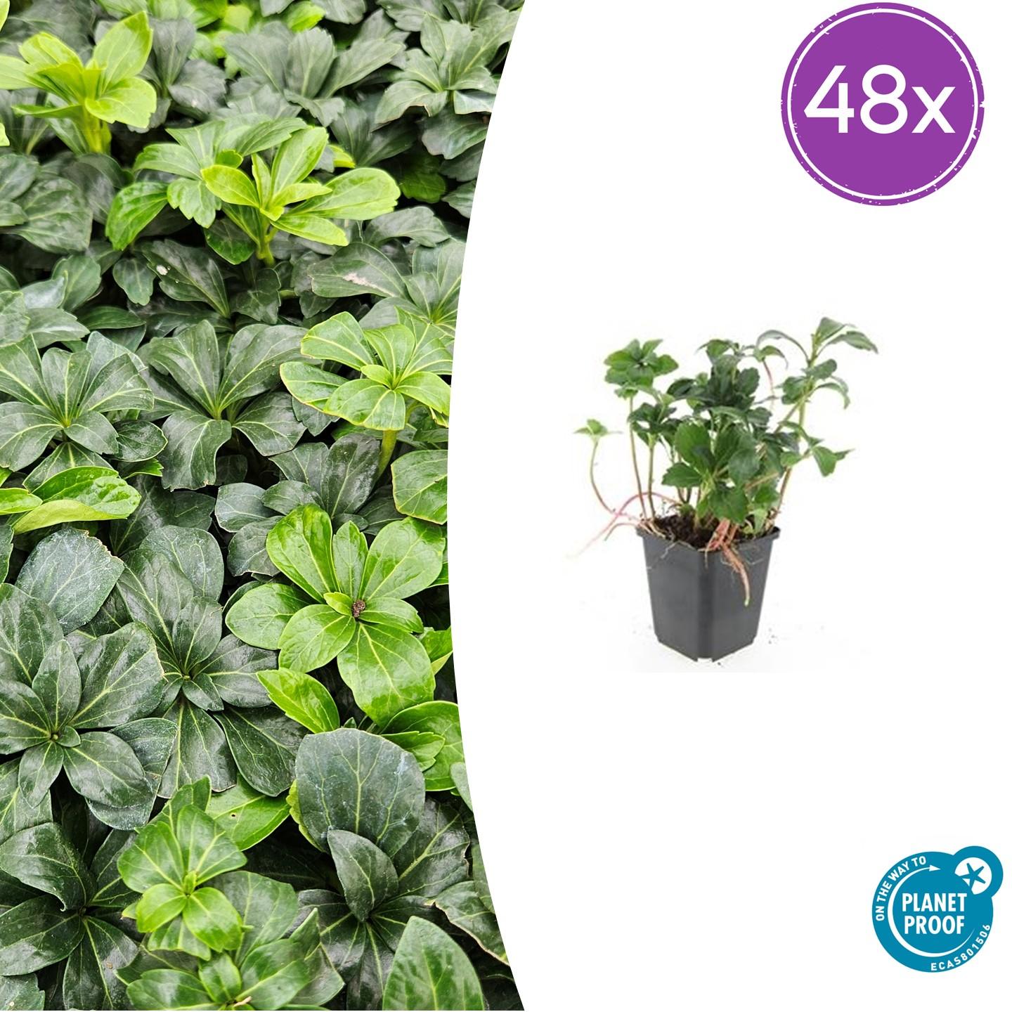 48x Pachysandra terminalis 'Green Sheen' - ↕10-25cm - Ø9cm - Pflanzfix24