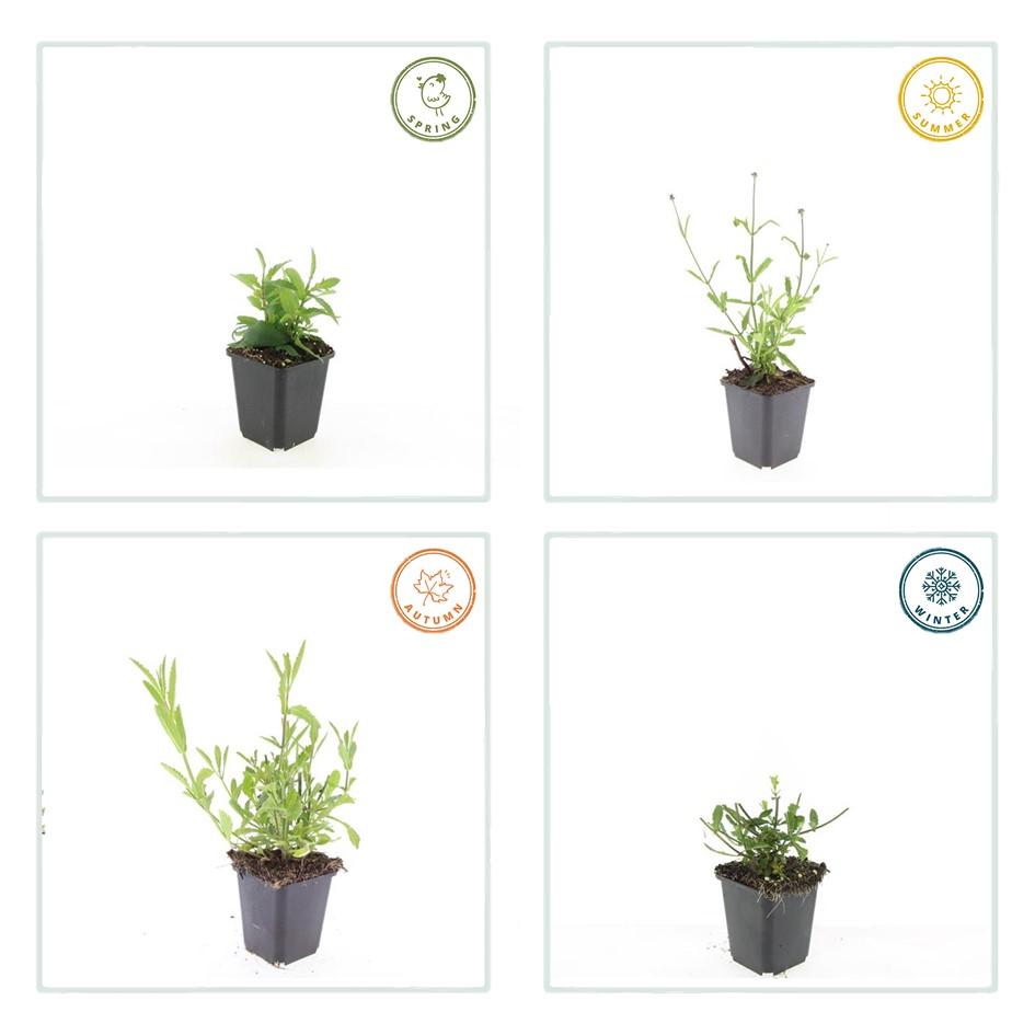 6x Verbena bon. 'Lollipop' - ↕10-25cm - Ø9cm - Pflanzfix24.de - Pflanzfix24.de