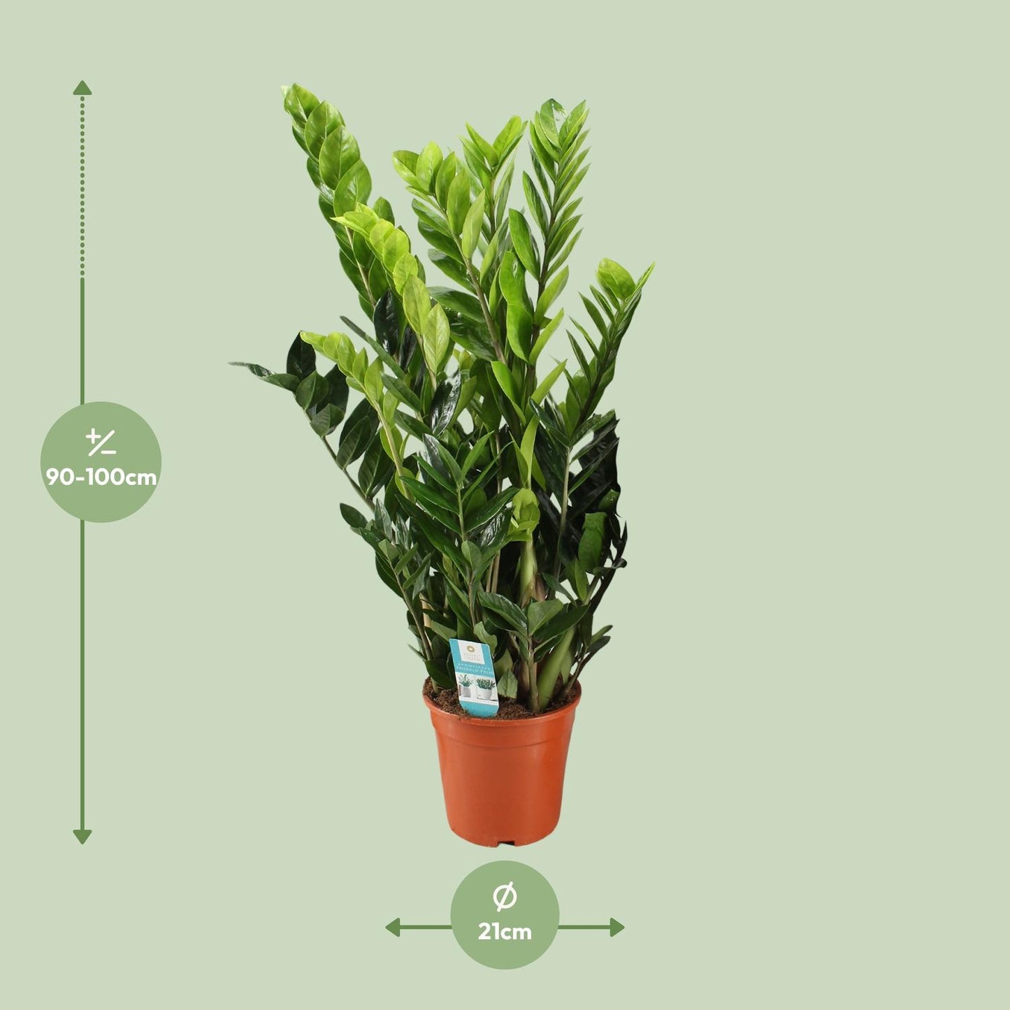 Zamioculcas Zamiifolia 95cm Ø21cm – Pflegeleicht | Pflanzfix24.de - Pflanzfix24.de