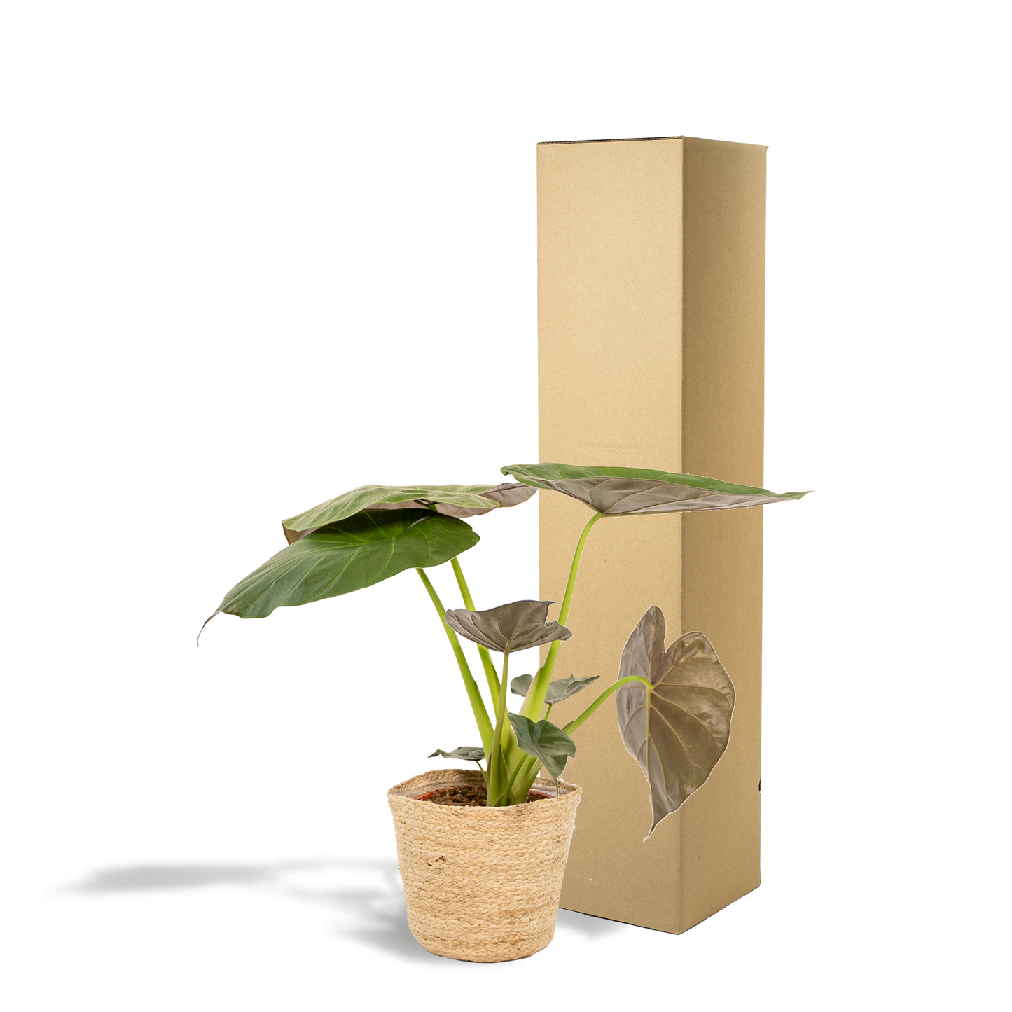 Alocasia Wentii Ø19cm mit Korb – luftreinigende Zimmerpflanze | Pflanzfix24