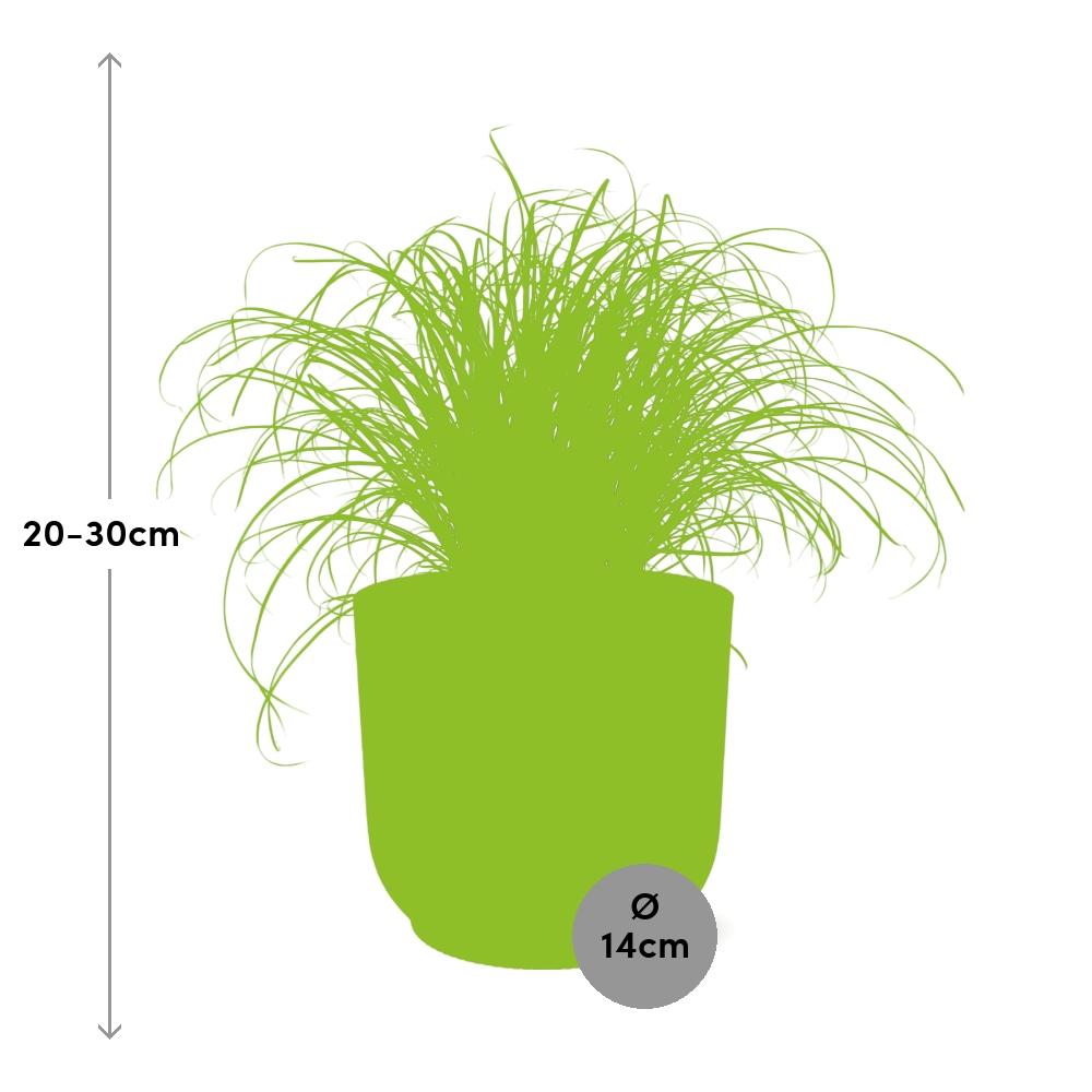 Cyperus Alternifolius Zumula in ELHO Vibes Fold 14cm roze - pflanzfix24