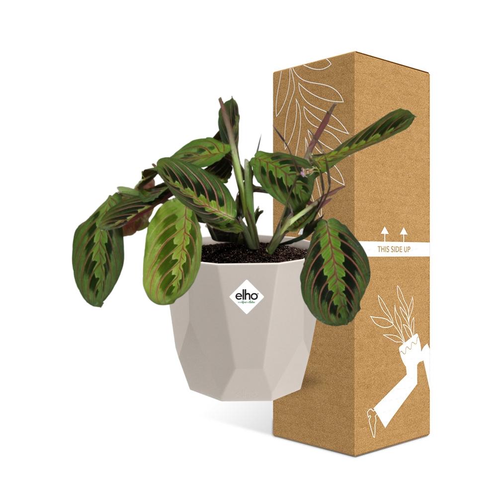 Maranta Leuconeura ‘Fascinator’ Tricolor in ELHO b.for rock 14 cm warm grey - Pflanzfix24