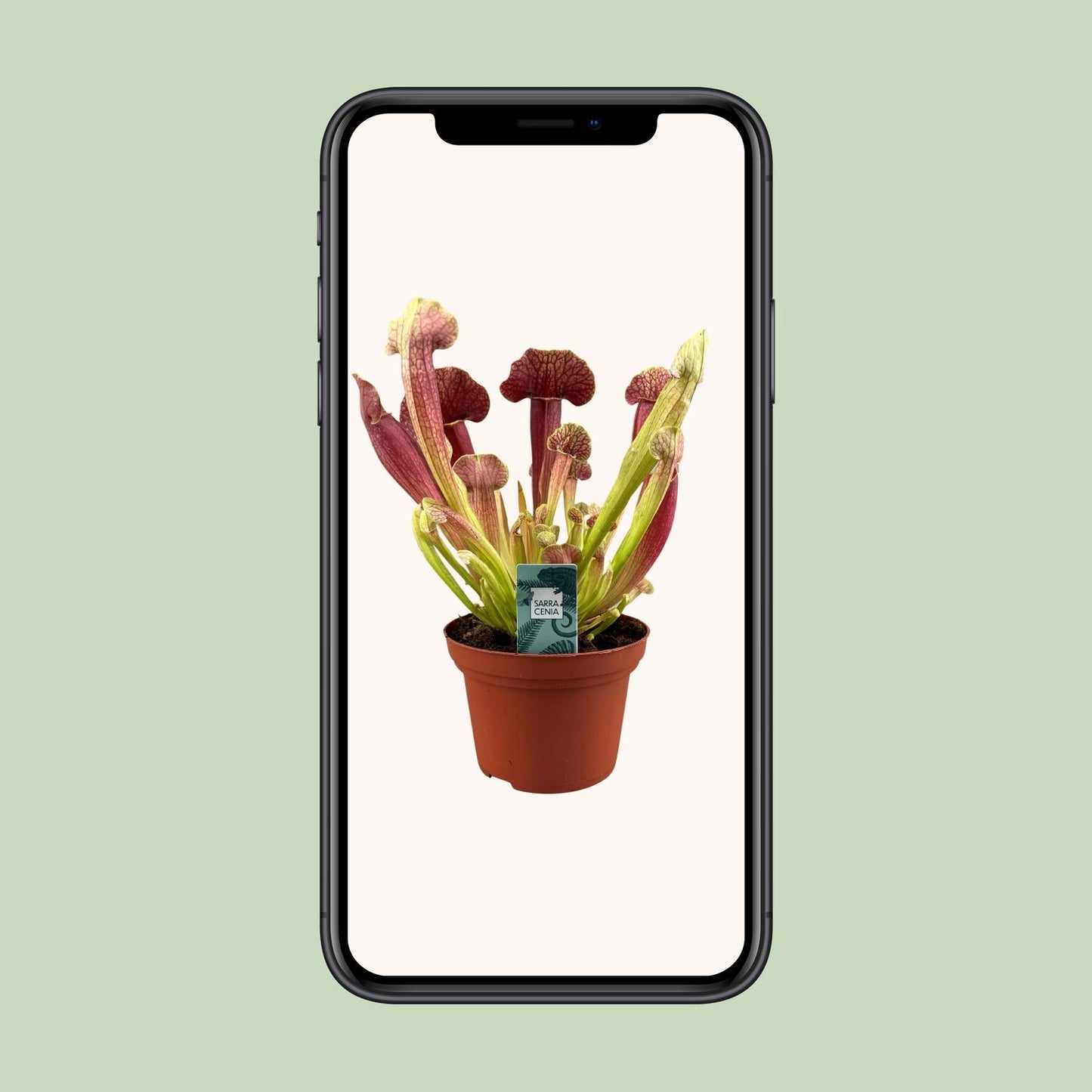 Sarracenia Barba - Ø12cm - ↕25cm - Pflanzfix24