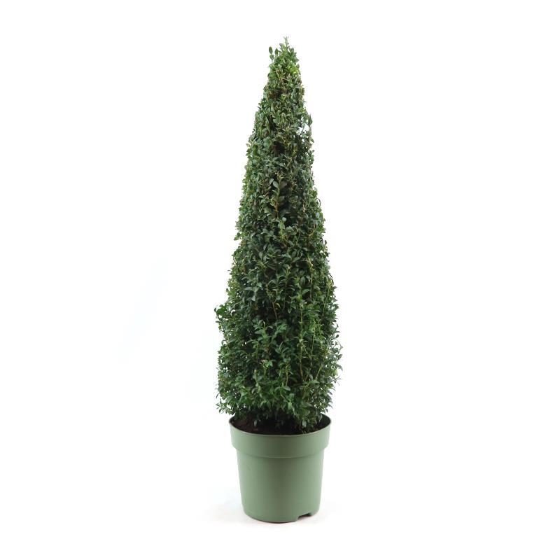 Buxus Sempervirens Pyramid 70cm - Pflanzfix24
