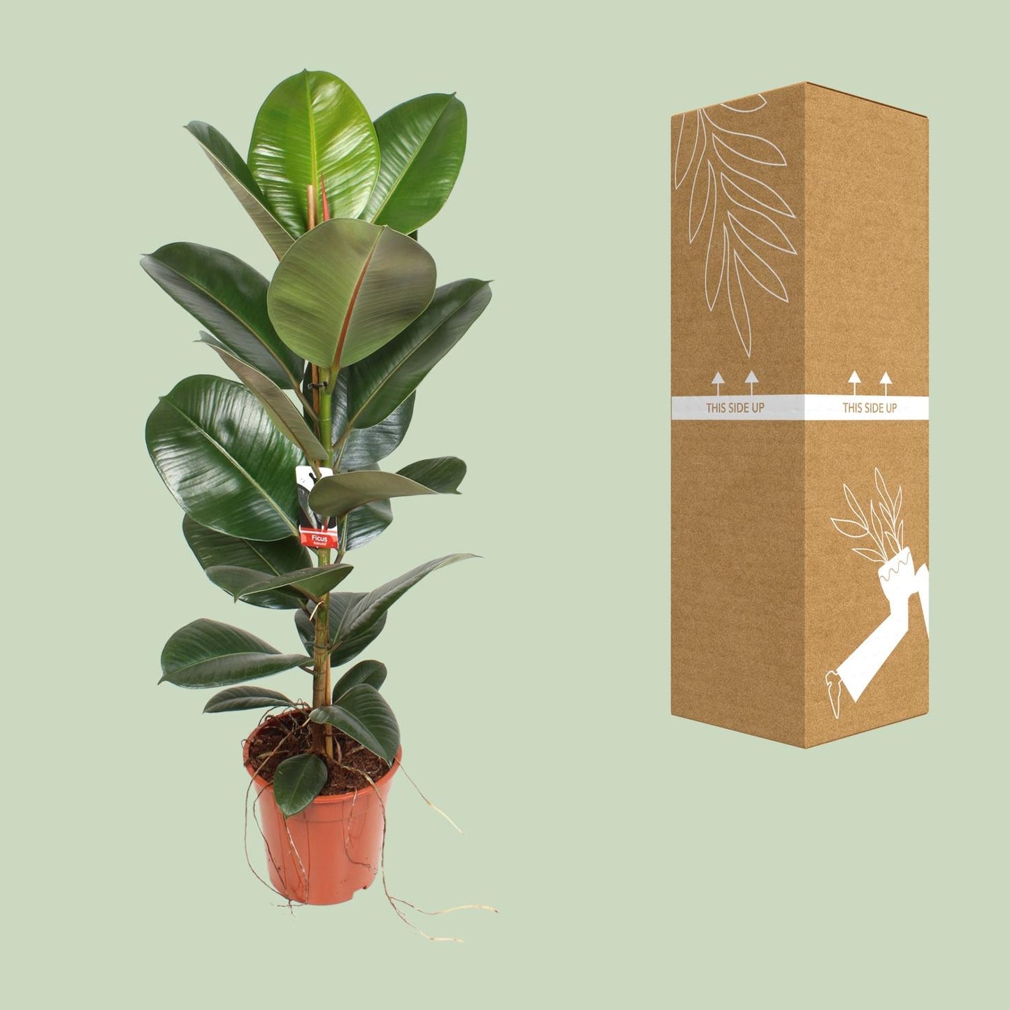 Ficus Elastica Robusta - Ø21cm - ↕95cm bei Pflanzfix24