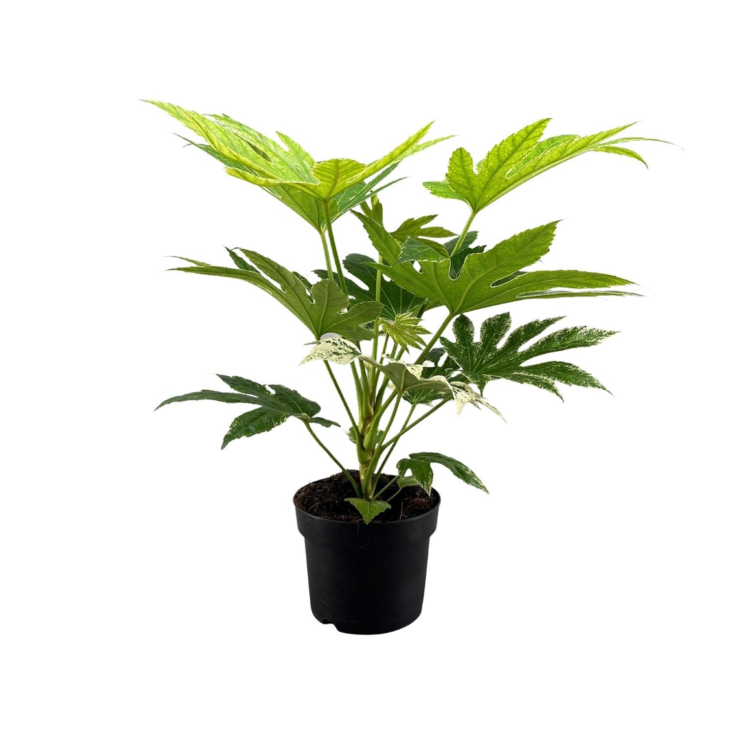 Fatsia Japonica Spider Web - Ø17cm - ↕50cm - pflanzfix24