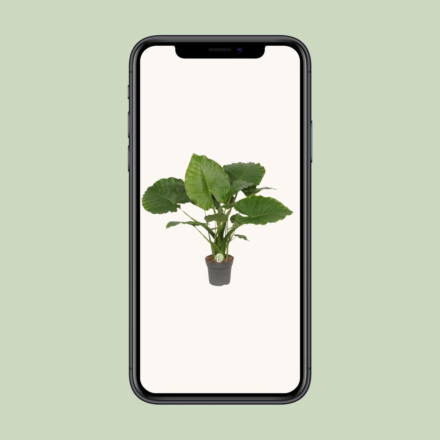 Alocasia Gageana California - Ø21cm - ↕80cm - Pflanzfix24.de - Pflanzfix24.de
