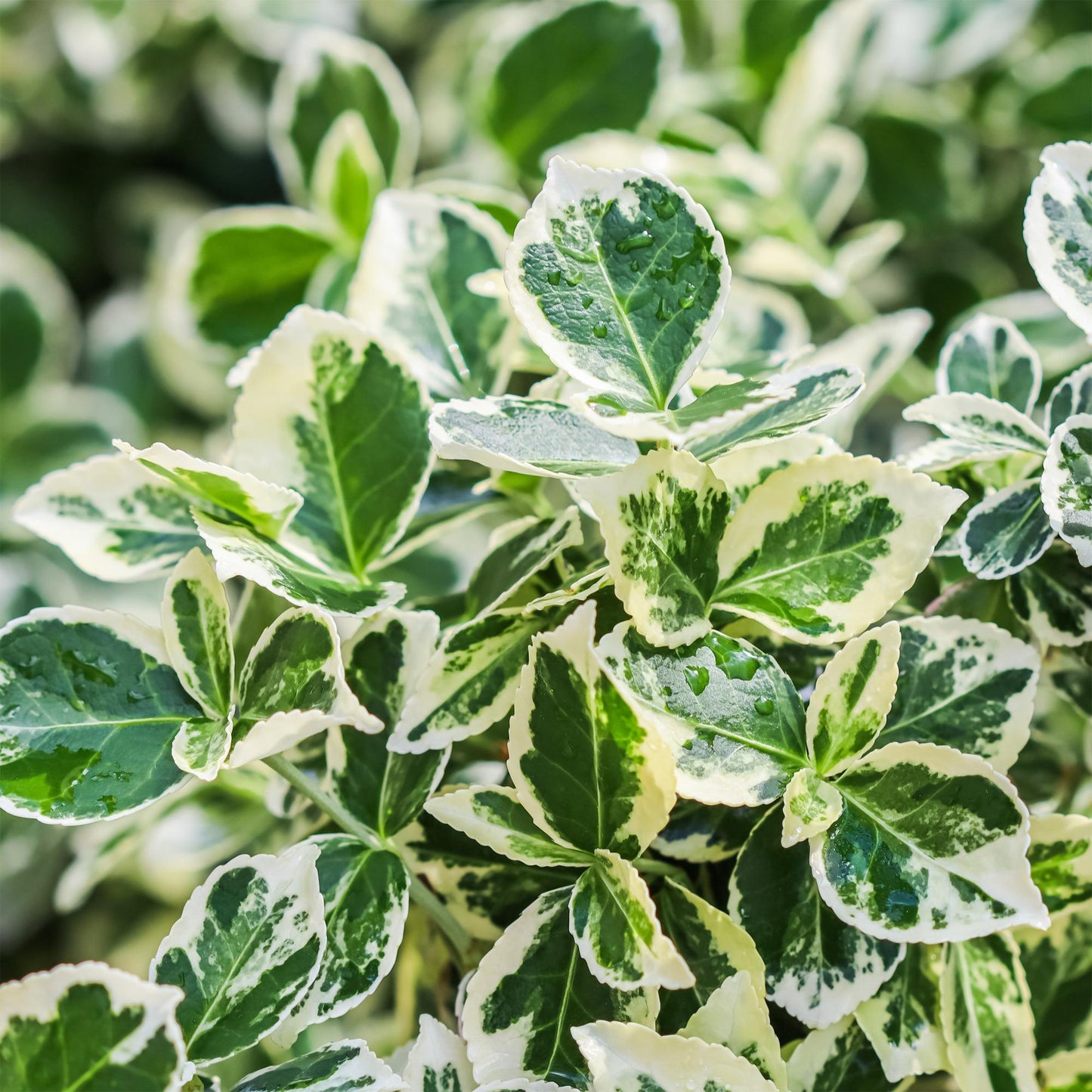 Euonymus fortunei Emerald Gaiety 90 cm – Gartenpflanze bei Pflanzfix24