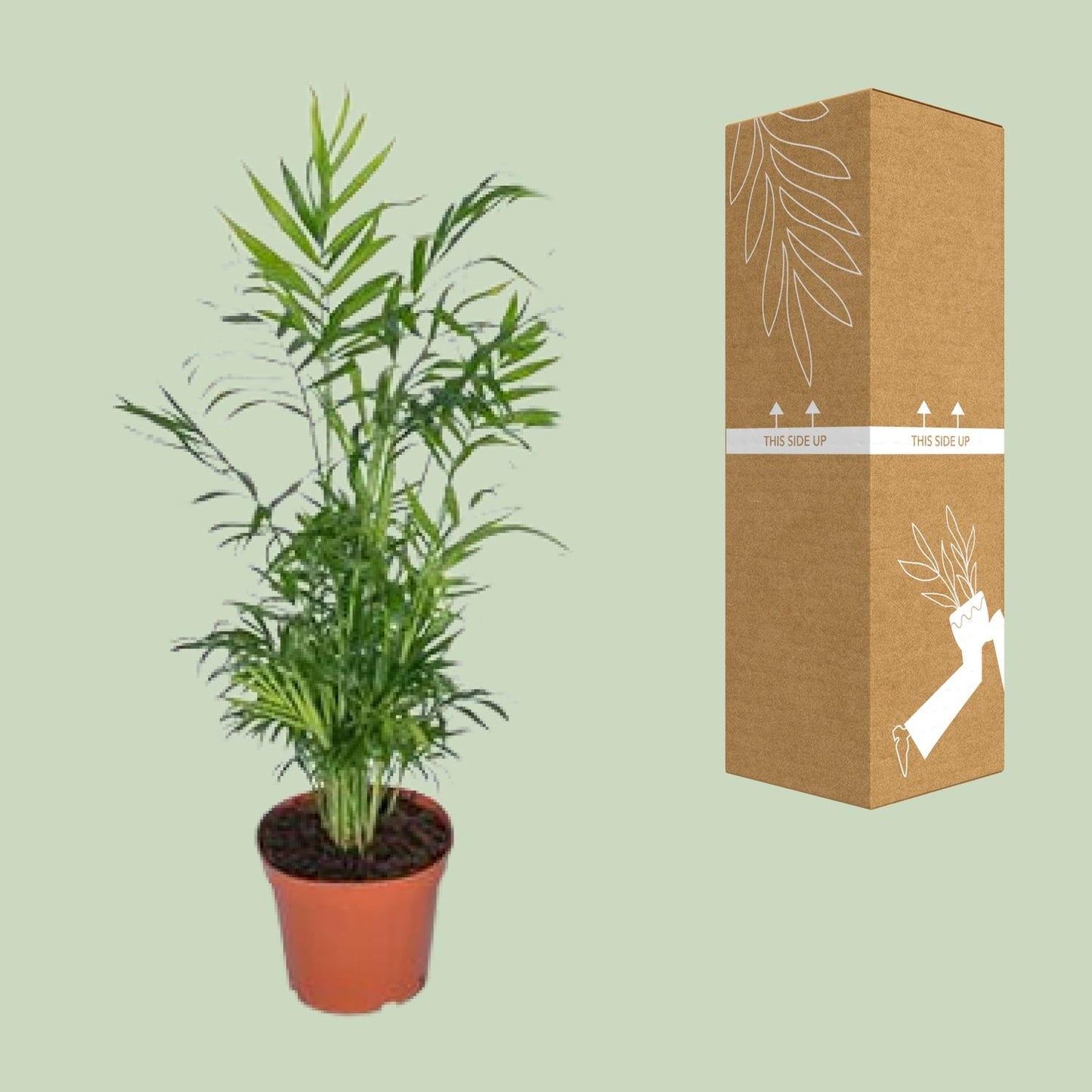 Chamaedorea Elegans - Mexikanische Bergpalme - Ø17cm - ↕55cm - Pflanzfix24.de - Pflanzfix24.de