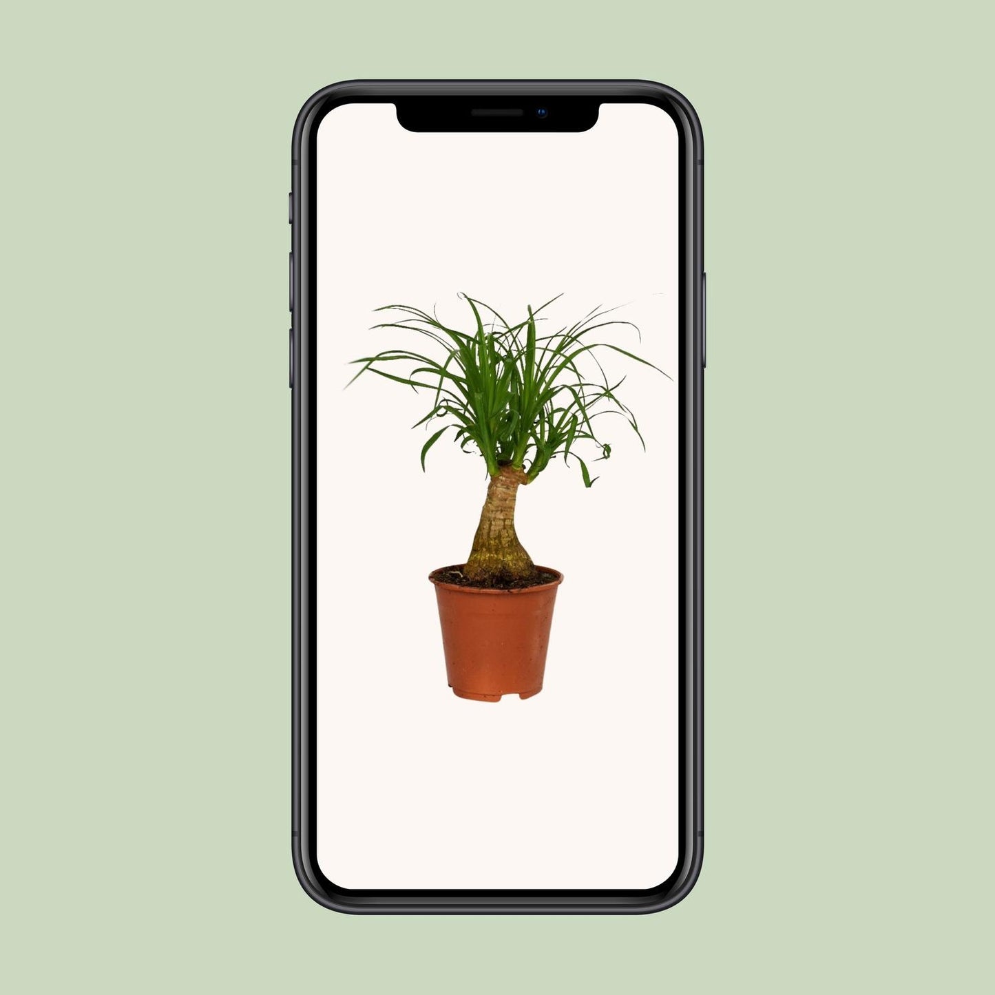Beaucarnea Nolina - Ø14cm - ↕40cm - Pflanzfix24