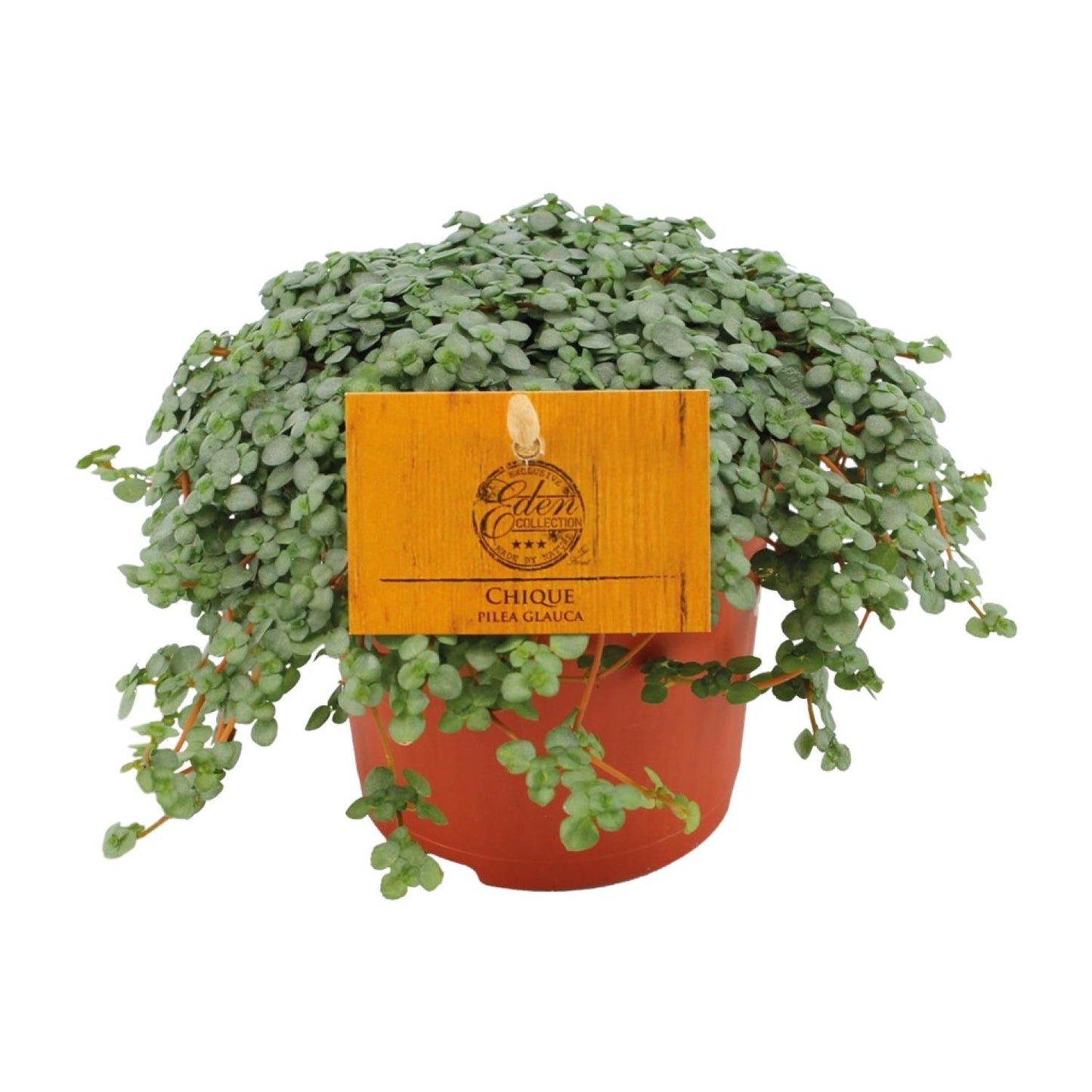 Pilea Glauca Ø11cm – Elegante Zimmerpflanze | Pflanzfix24.de - Pflanzfix24.de