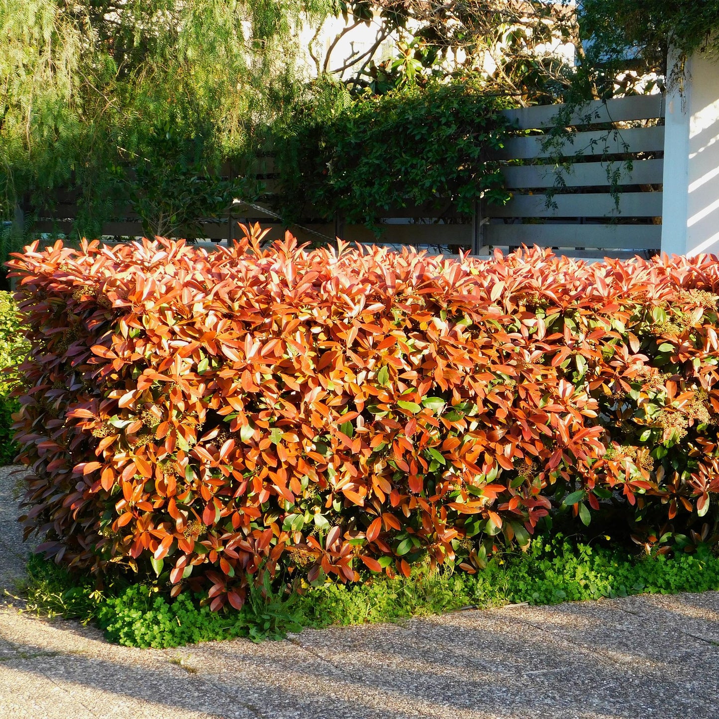 Photinia Red Robin – 6er-Set für 1 m Hecke – Immergrün, rotgrün, 50 cm – Pflanzfix24.de - Pflanzfix24.de