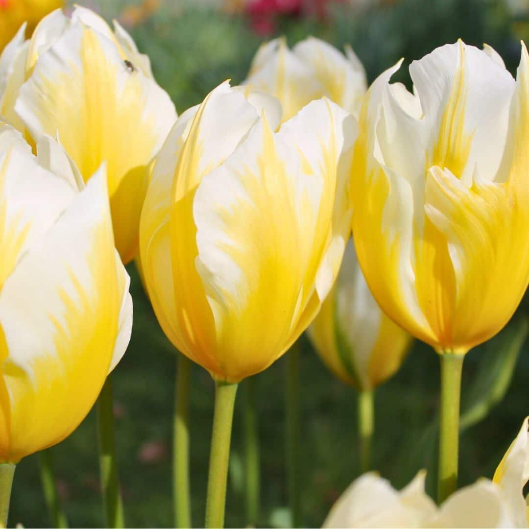 Pflanzfix24 - Tulpe 'Sweetheart' - 15 Blumenzwiebeln - Größe 12+