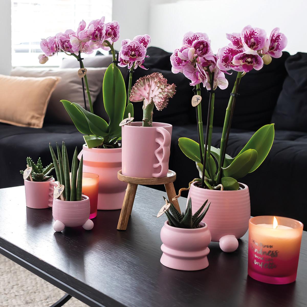 2er Set Phalaenopsis El Salvador Rosa-Lila Ø9cm – Pflanzfix24.de - Pflanzfix24.de
