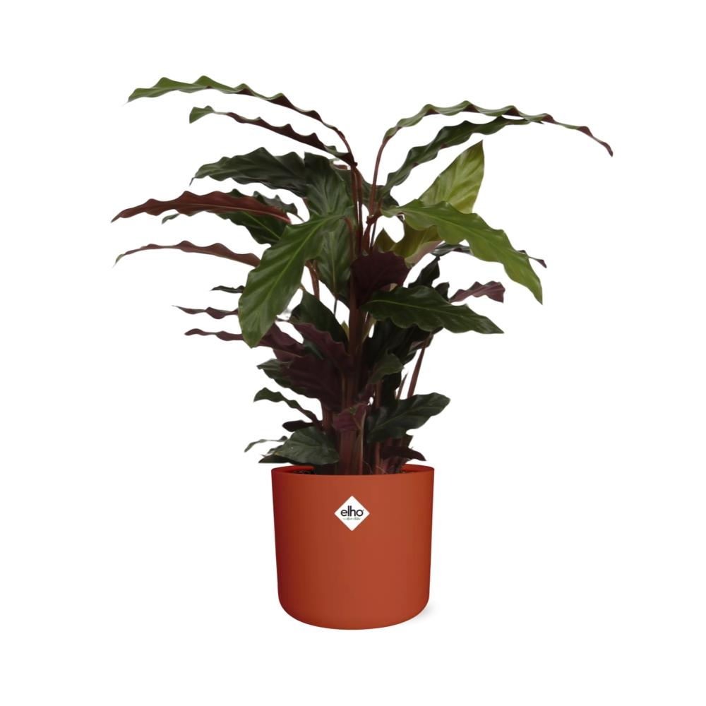 Calathea Rufibarba 'Tropistar' in ELHO b.for soft rond 14cm brique - Pflanzfix24