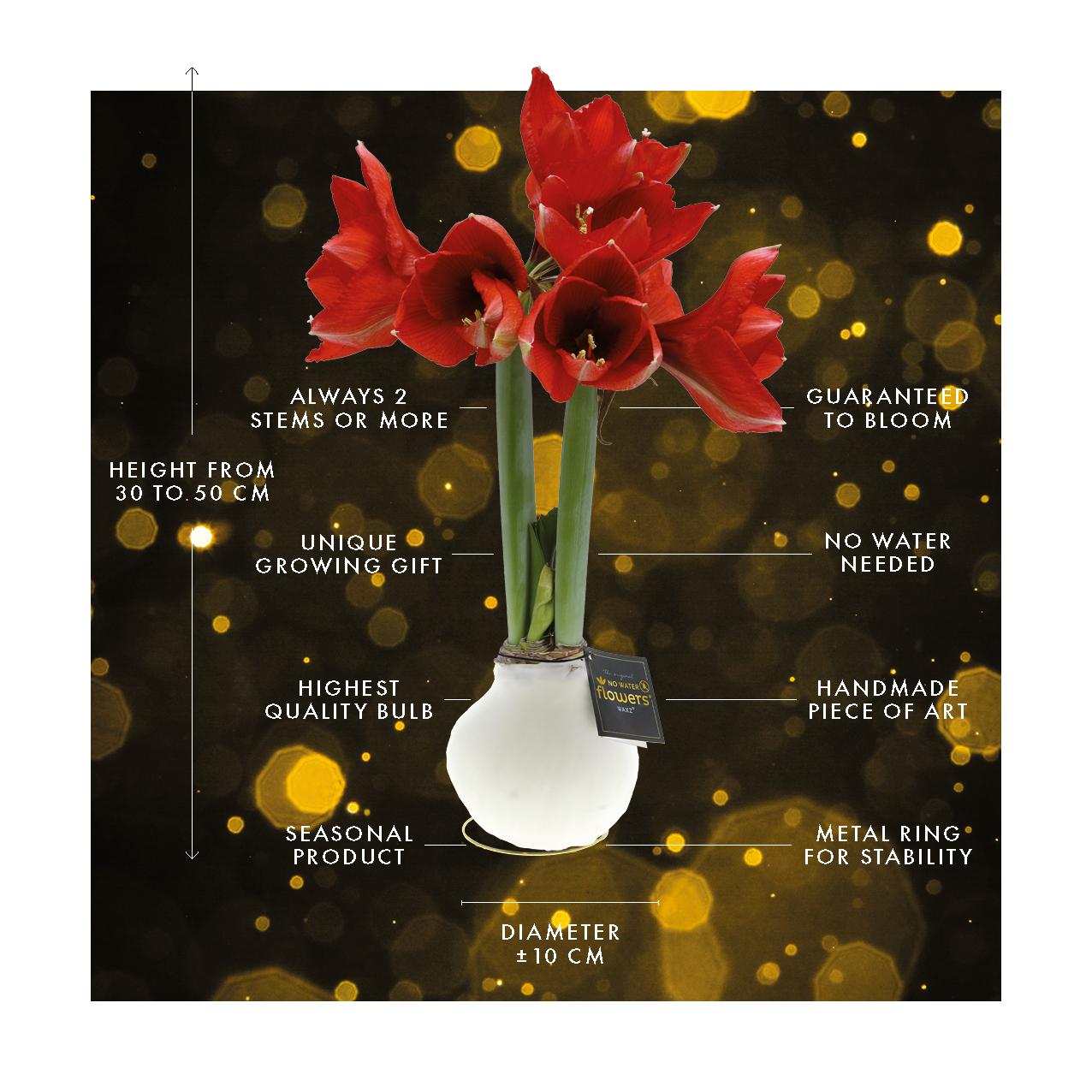 No Water Flowers® Univerz Saturnus Mix (3er Pack) + Rote Blume - Pflanzfix24