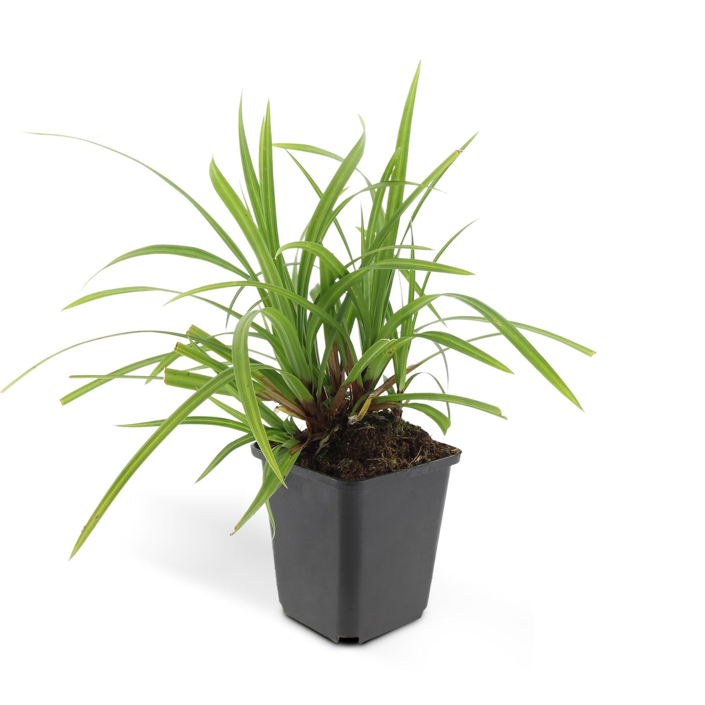 6x Carex morrowii 'Irish Green' - ↕10-25cm - Ø9cm - Pflanzfix24.de - Pflanzfix24.de