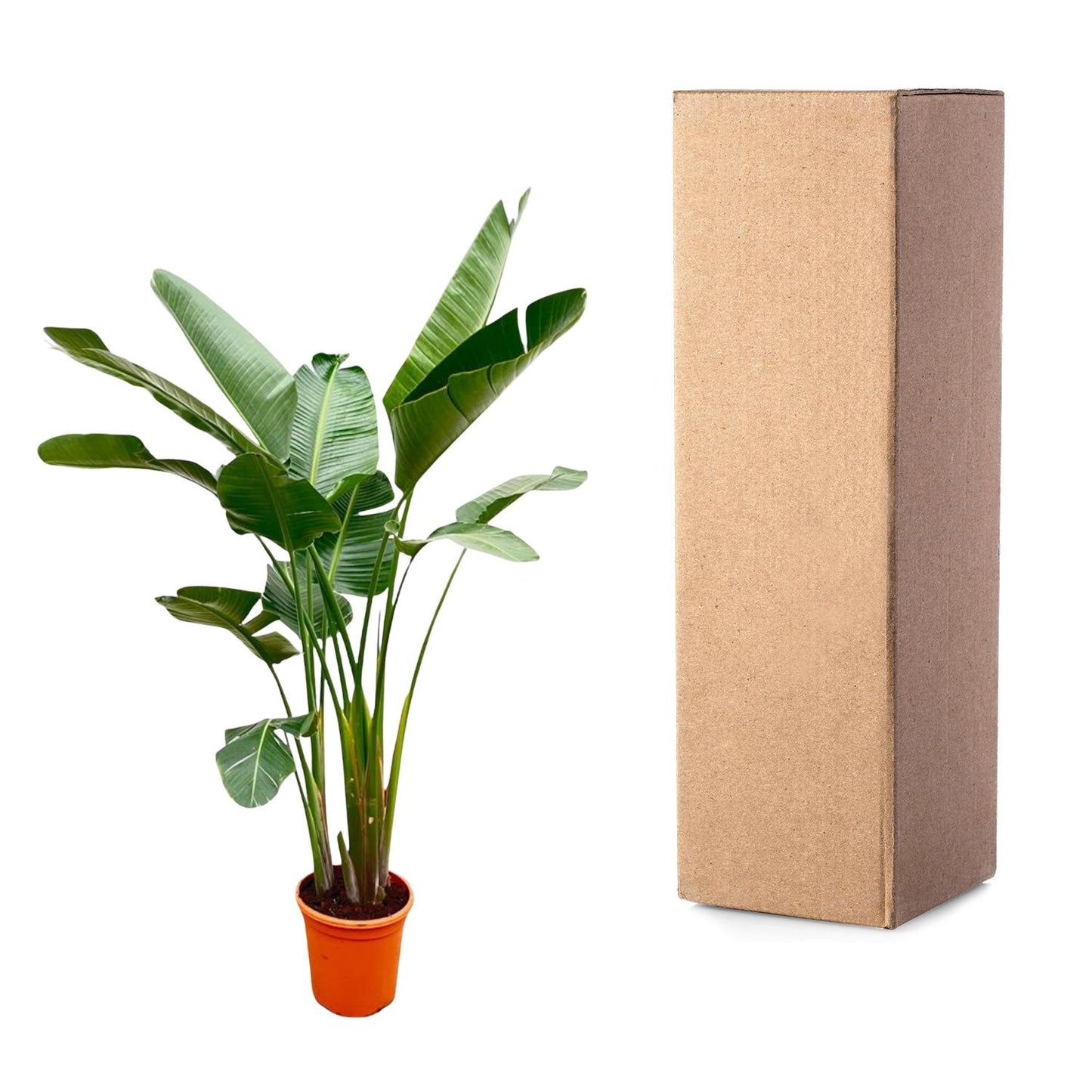 Strelitzia Augusta de luxe XXL 250 cm Ø38 – Weiße Paradiesvogel Pflanze | Pflanzfix24.de - Pflanzfix24.de