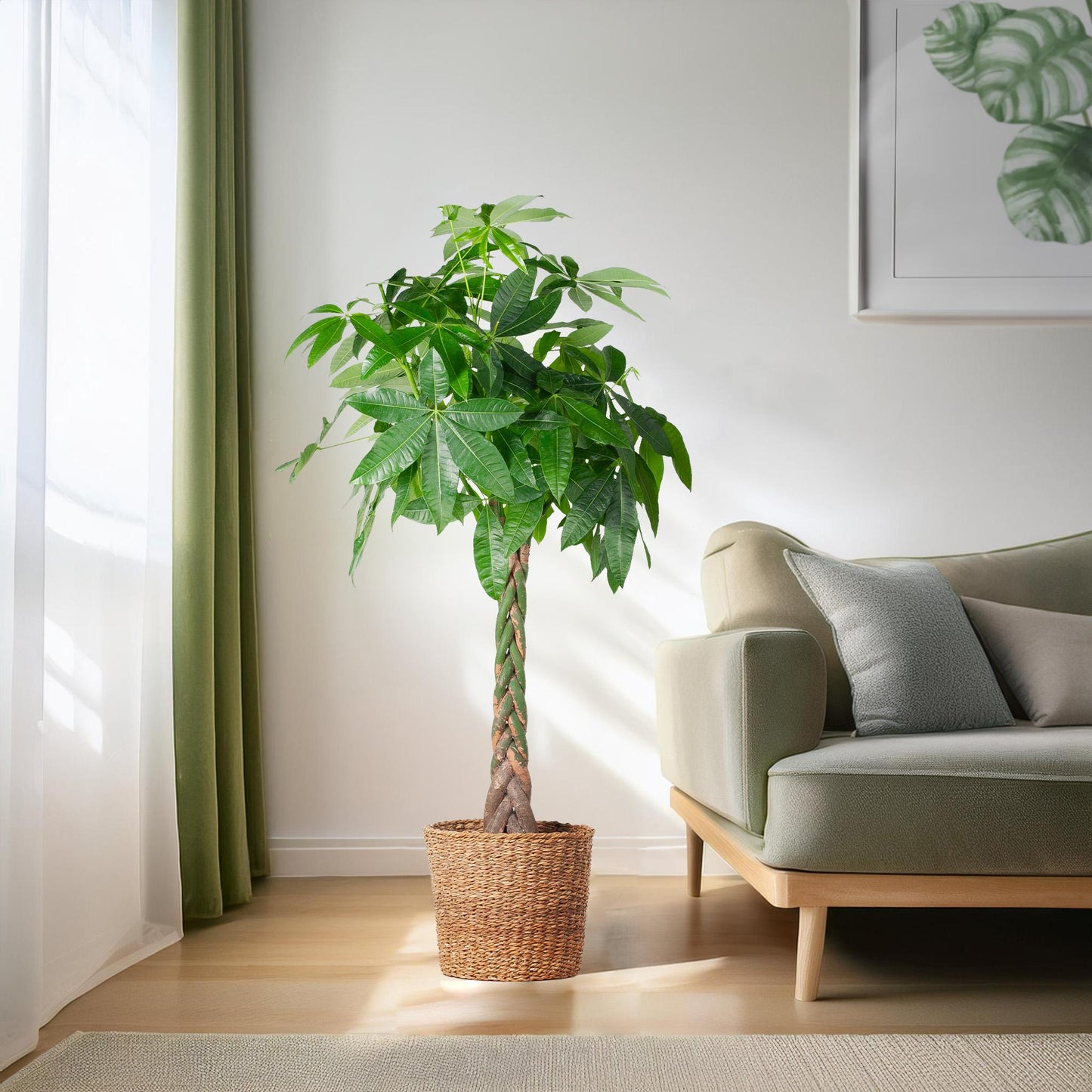 Pachira Aquatica XL mit Torun-Korb - 140 cm - Ø24 - Pflanzfix24