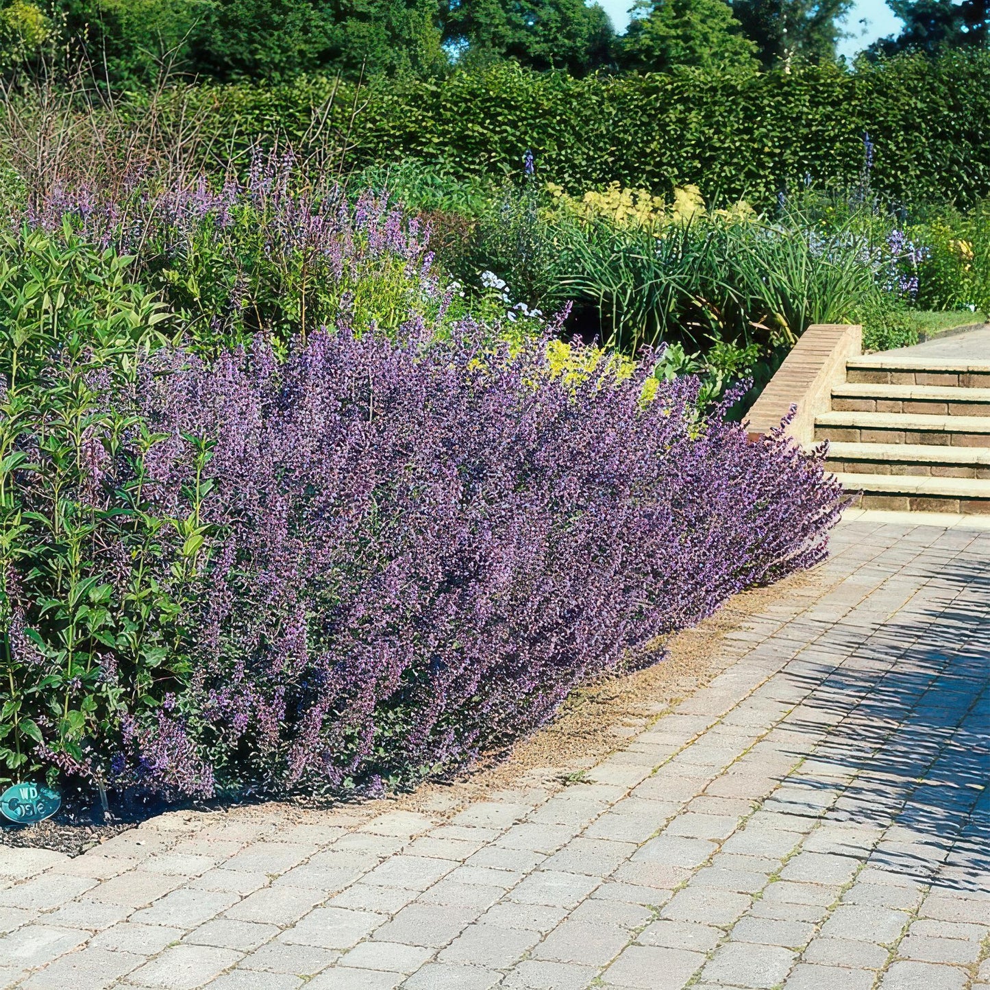 6x Nepeta 'Six Hills Giant' Ø9cm | Pflanzfix24