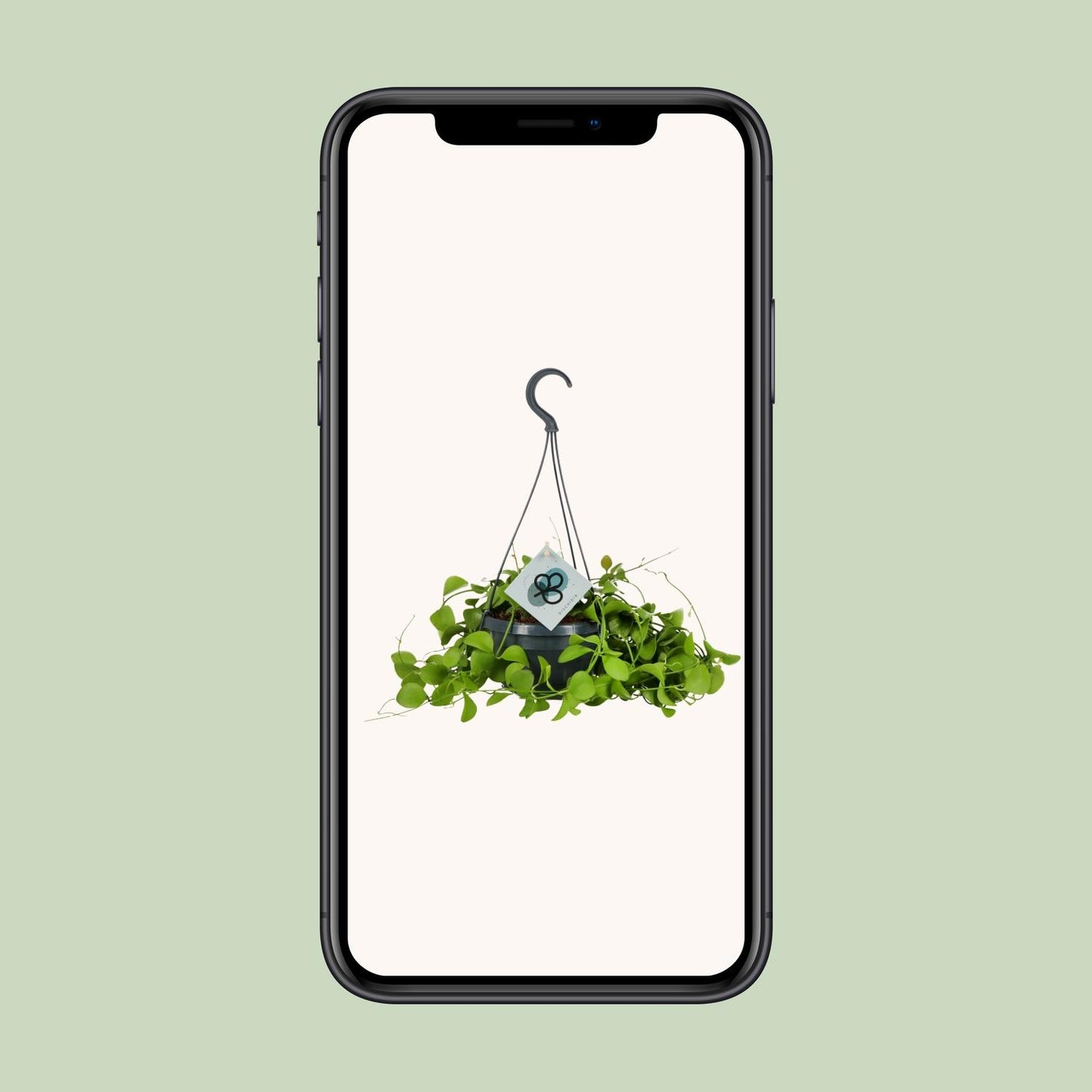Dischidia Imbricata - Ø14 ↕40 von Pflanzfix24.de - Pflanzfix24.de