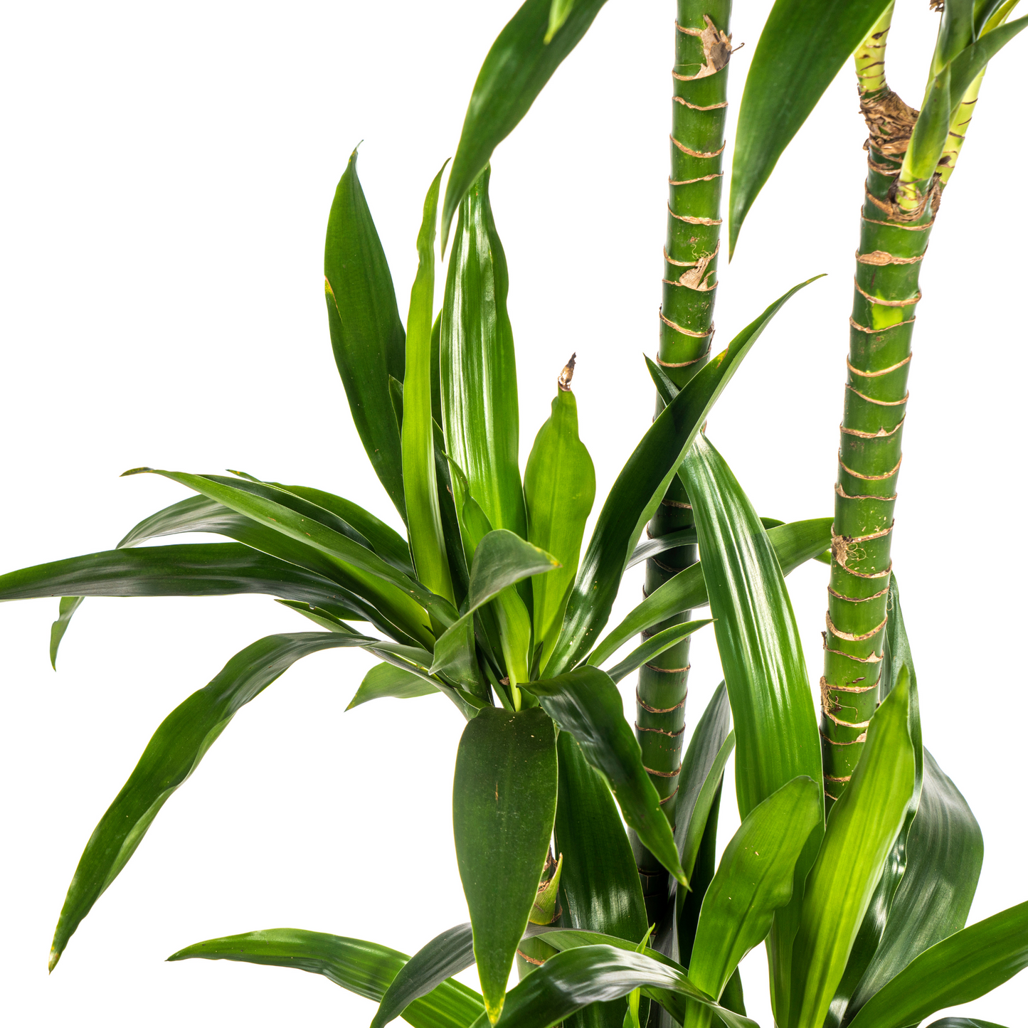 Dracaena Deremensis Lisa Ø24cm - ↕130 - 150cm - Pflanzfix24