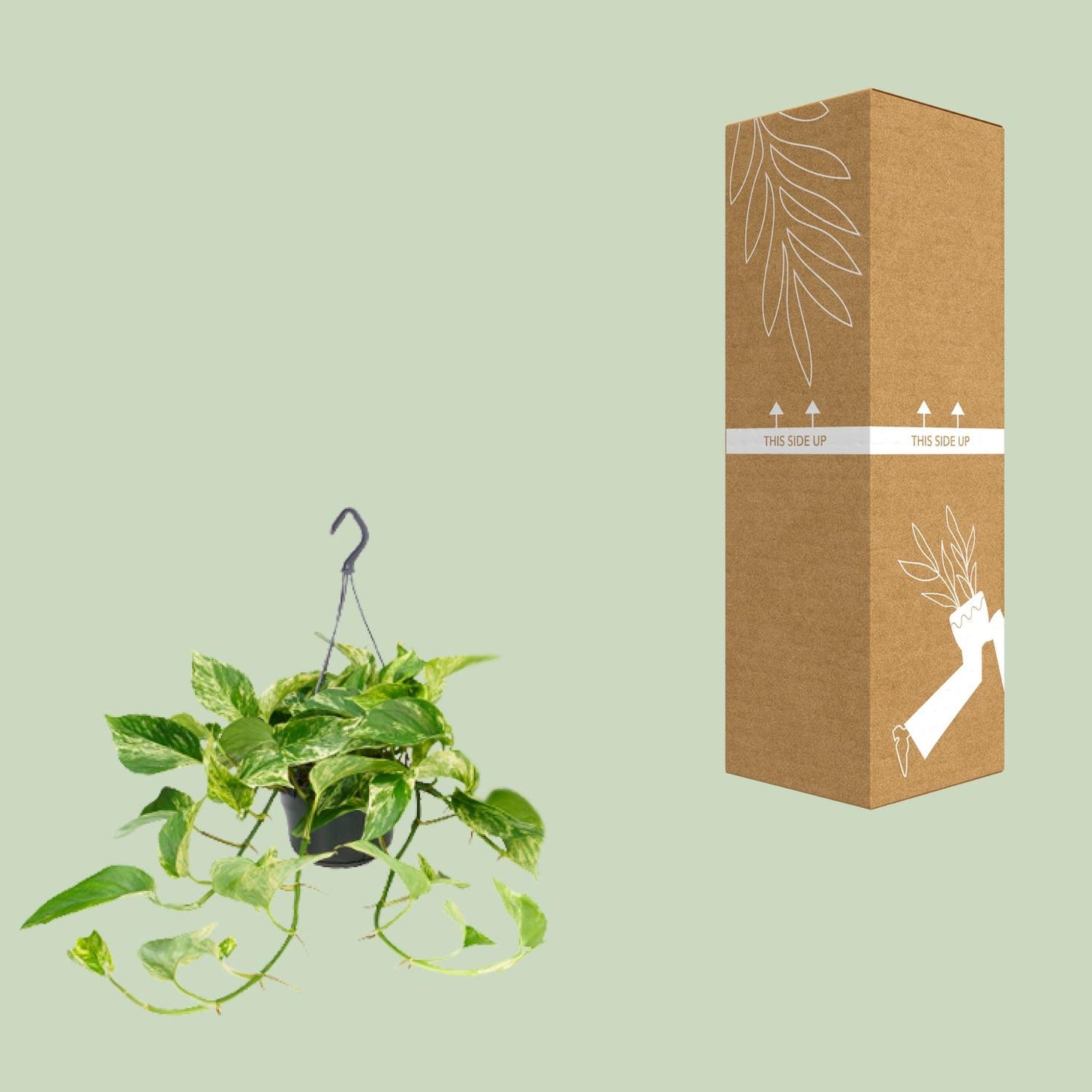Epipremnum Marble Queen - Scindapsus - Ø15cm - Pflanzfix24.de - Pflanzfix24.de