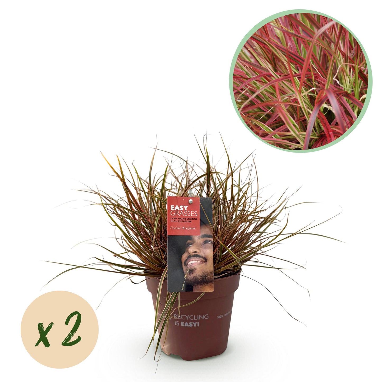 GreenboutiQ - Ziergräser - Uncinia rubra Everflame - Rot - 2 Pflanzen - Immergrün - Wenig Pflege - Topf 17cm Höhe 50cm - Pflanzfix24.de