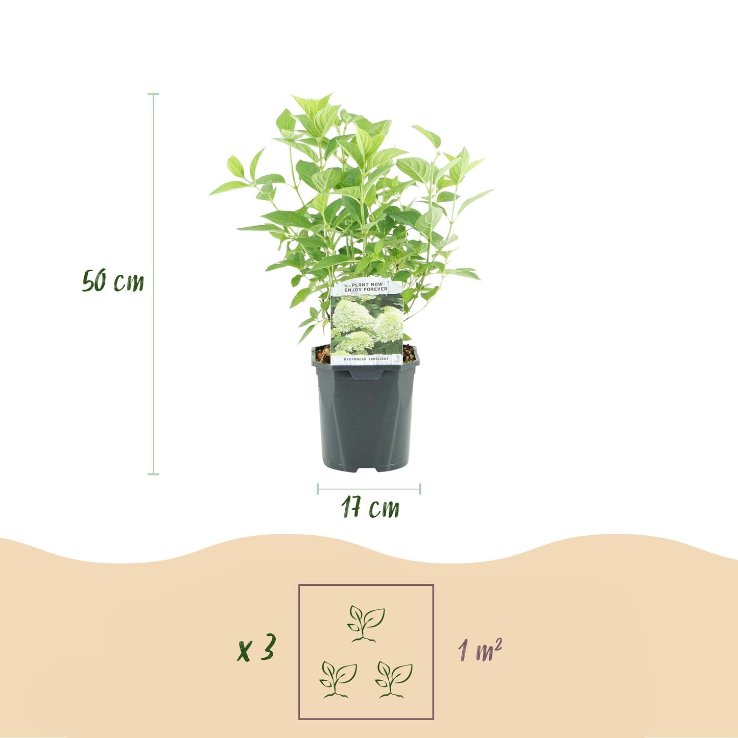 Pflanzfix24 - Rispenhortensie - Hydrangea panniculata Limelight - Blüte Creme Weiß - 3 Pflanzen