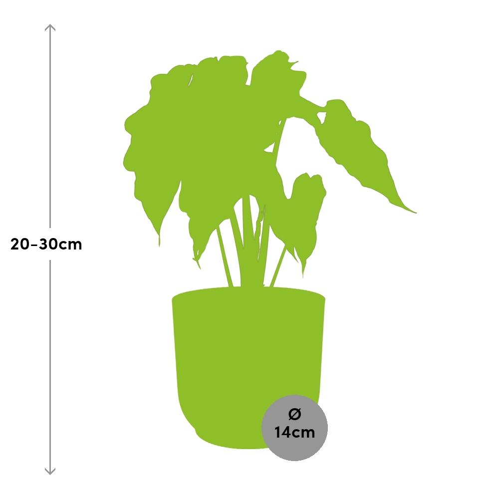 Alocasia Polly ELHO Vibes Fold 14cm rosa | Pflanzfix24