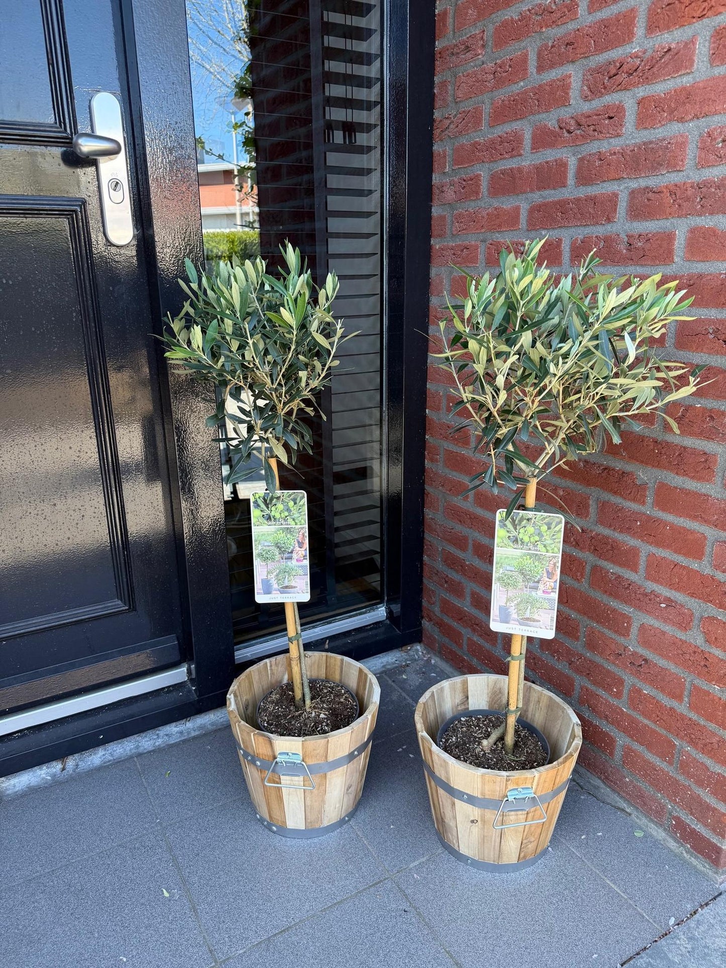 Olea Europaea - Olivenbaum auf Stamm - Terrassenpflanze - Immergrün - Topf 19cm Höhe 90cm - Pflanzfix24.de - Pflanzfix24.de