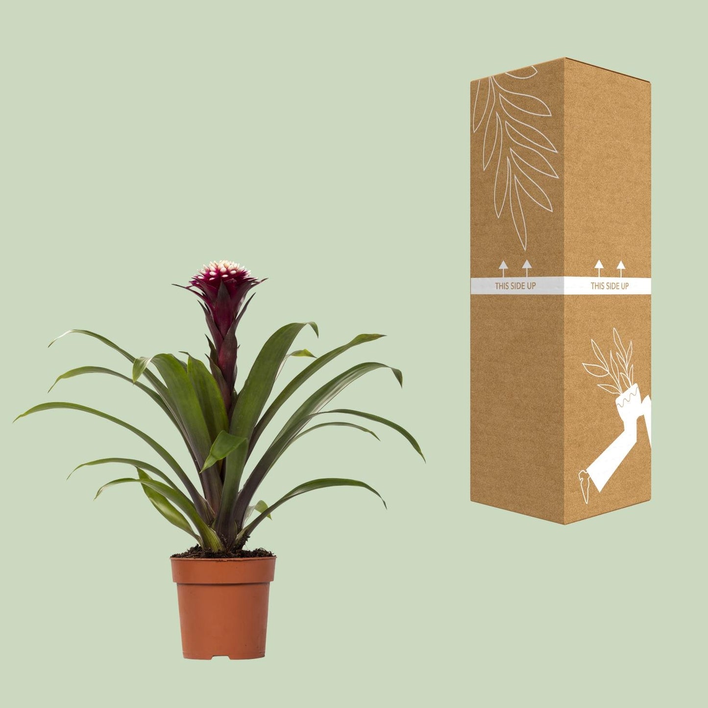 Guzmania Fransesca - Ø12 ↕45 | Pflanzfix24