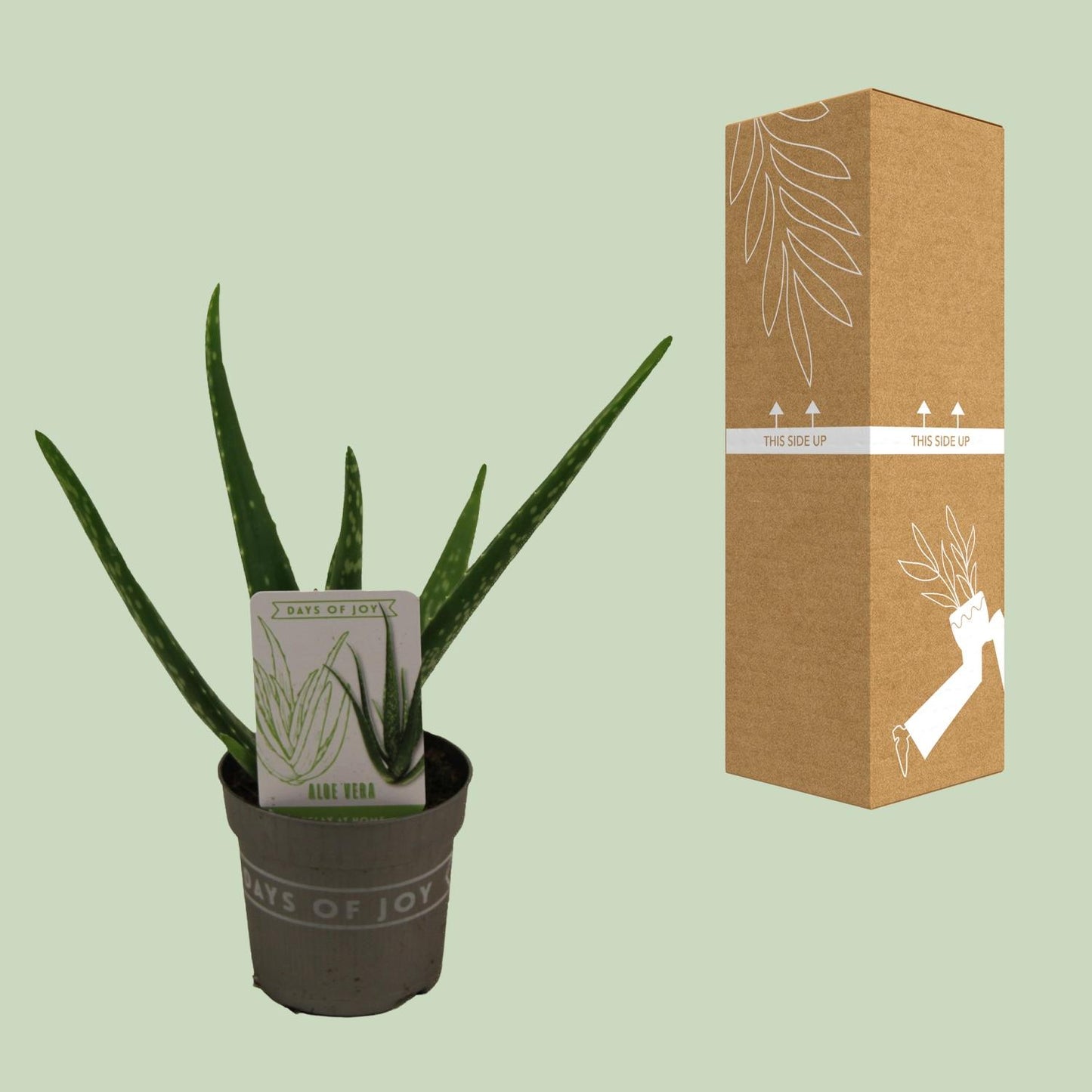 Aloe Vera - Ø10,5cm - ↕30cm - Pflanzfix24