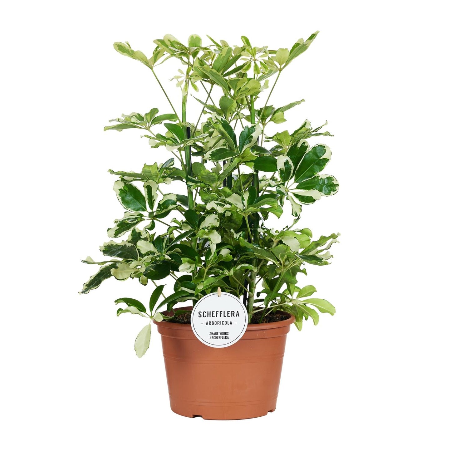 Schefflera Charlotte - Ø21cm - ↕55cm - Pflanzfix24