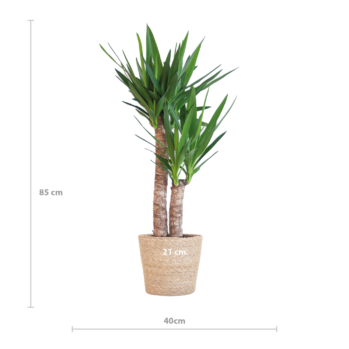 Yucca Elephantipes 90cm im Sofia-Korb natur | Pflanzfix24