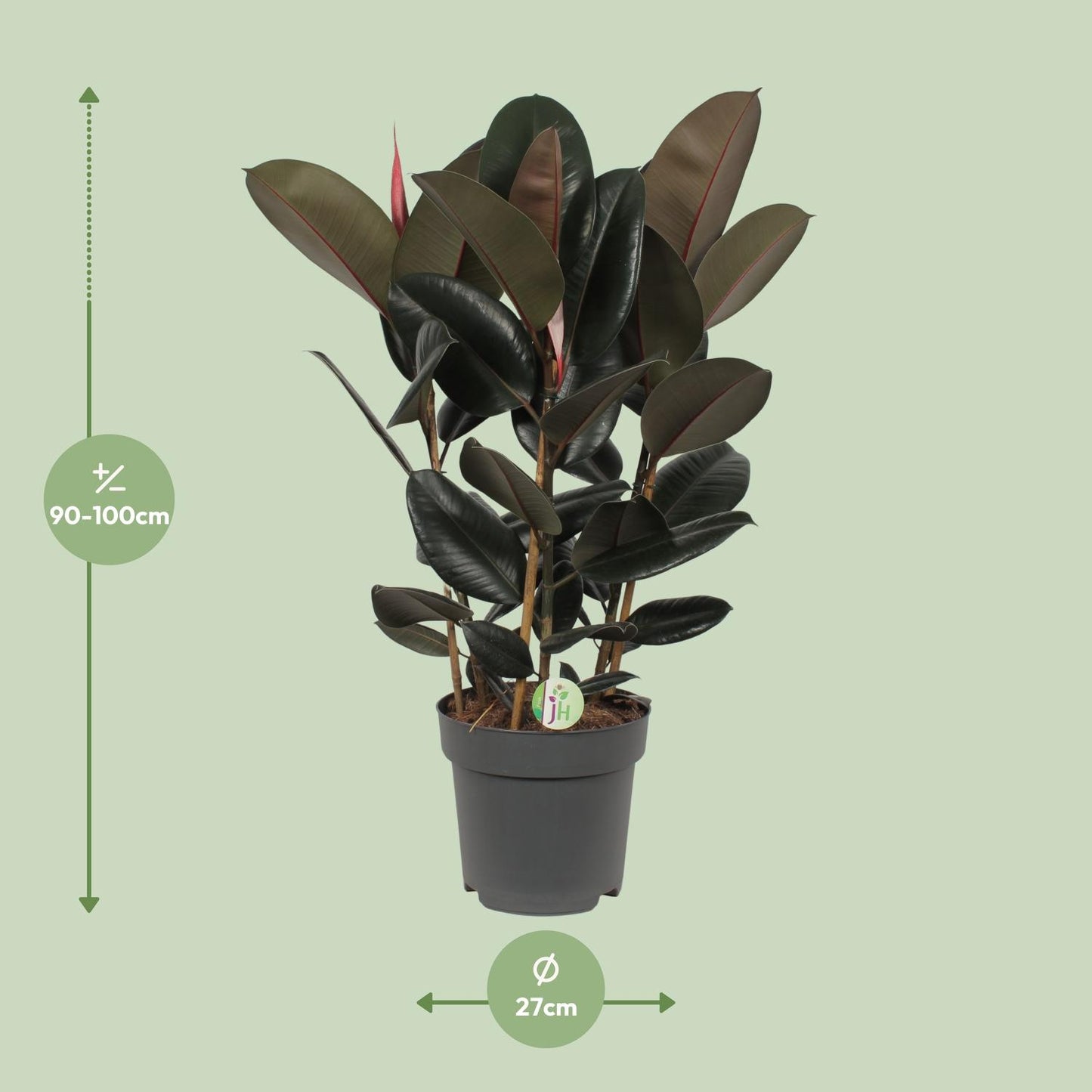 Ficus Abidjan - Ø27cm - ↕90cm - Pflanzfix24.de - Pflanzfix24.de