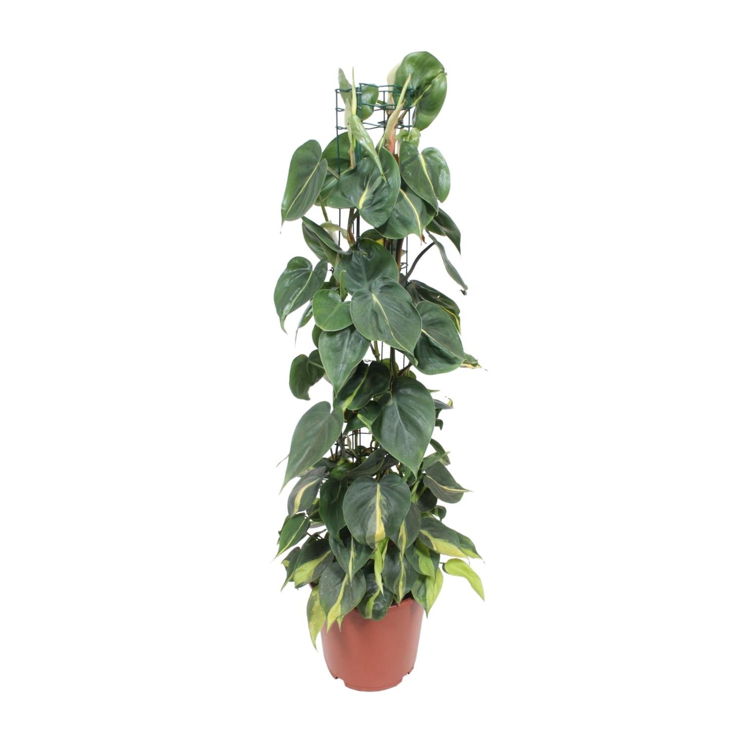 Philodendron Scandens Brasil 120cm Ø24cm | Pflanzfix24.de - Pflanzfix24.de