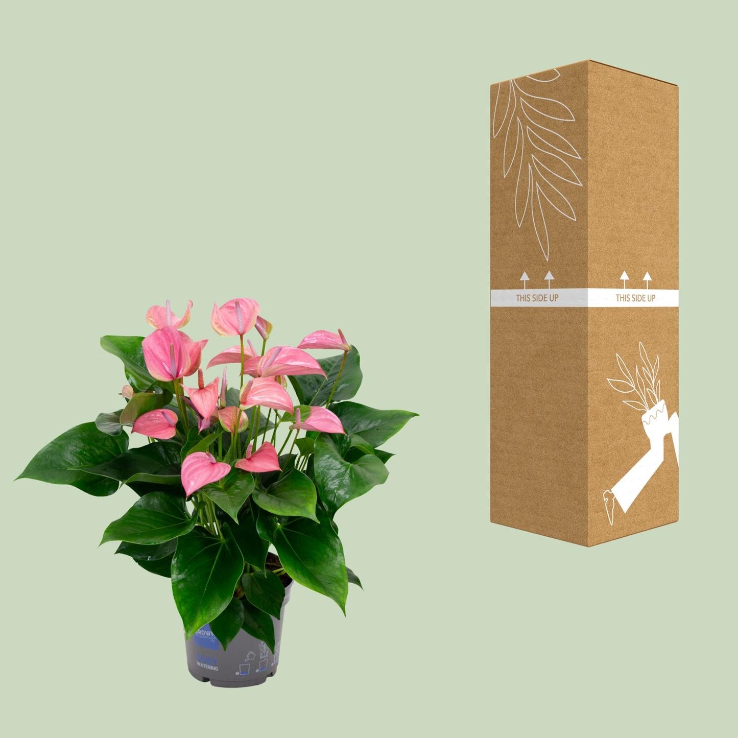 Anthurium KARMA Joli - Ø17cm - ↕55cm - Pflanzfix24