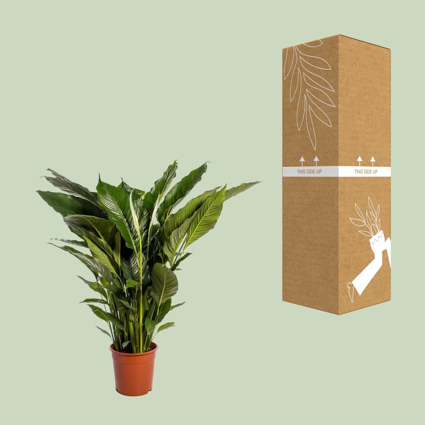 Spathiphyllum Sweet Sebastiano Ø24cm – elegante Friedenslilie | pflanzfix24.de - Pflanzfix24.de