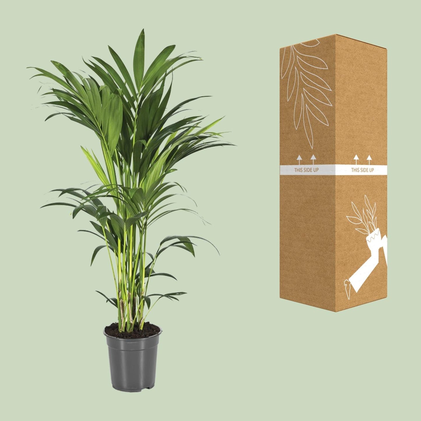 Howea Forsteriana - Ø21cm - ↕100cm - Pflanzfix24.de - Pflanzfix24.de