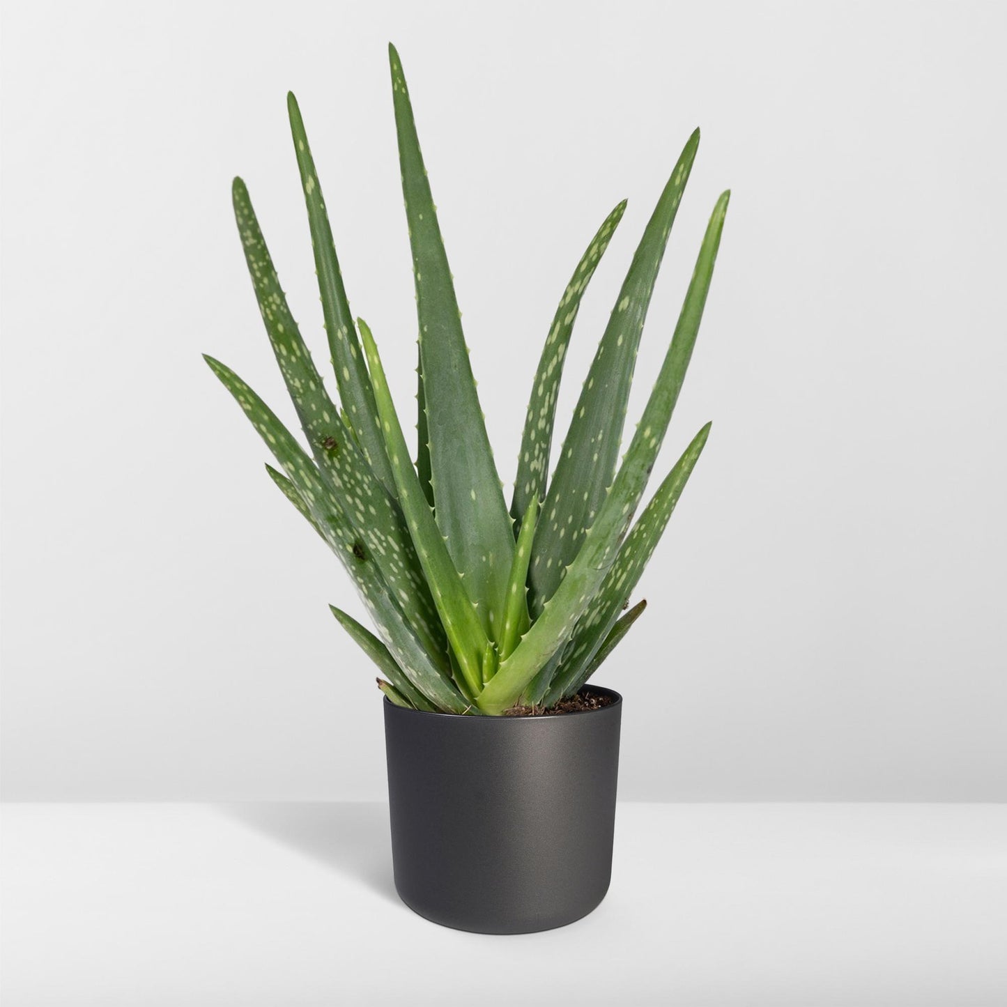 Aloe Vera - Ø12cm - ↕40cm - Pflanzfix24.de - Pflanzfix24.de
