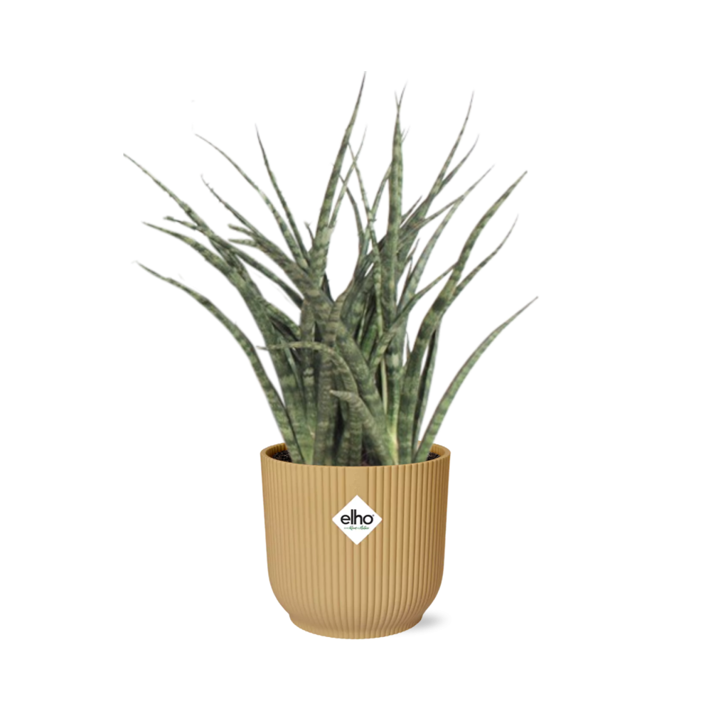 Sansevieria Fernwood Punk in ELHO Vibes Fold 14cm geel - Pflanzfix24