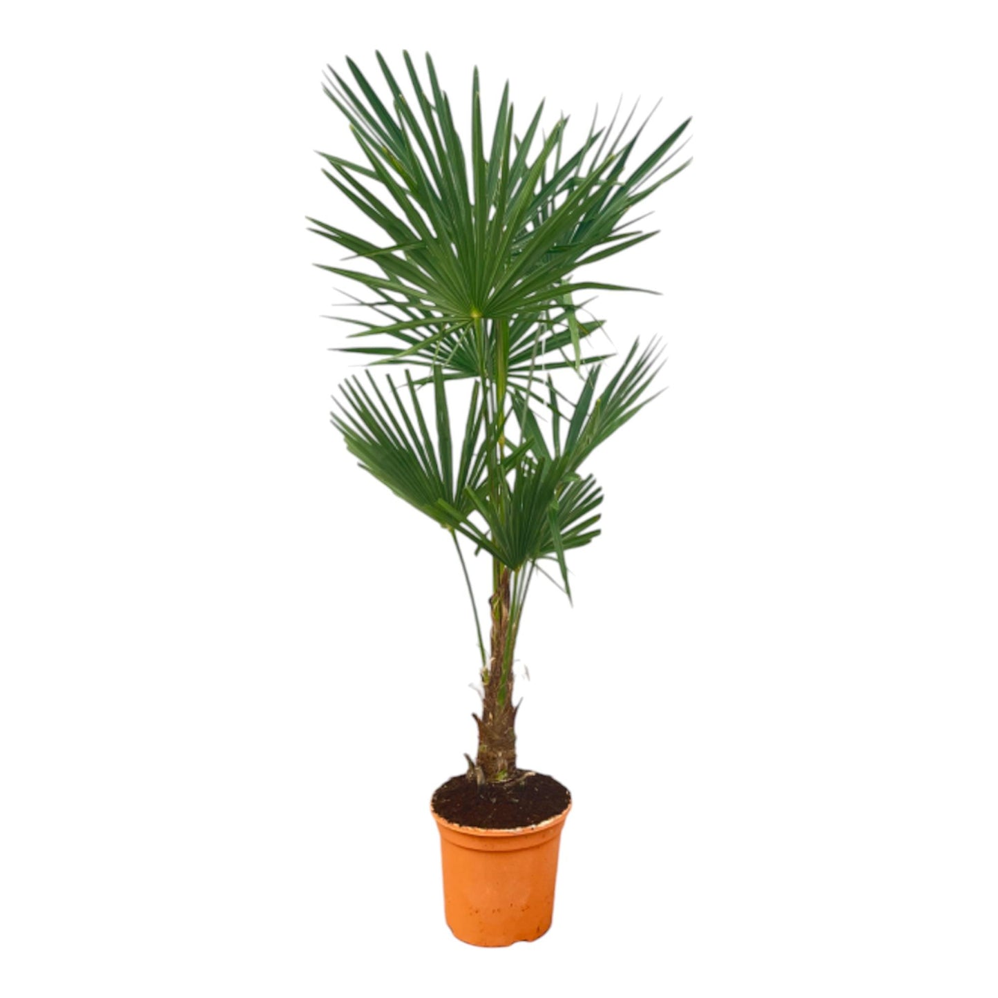 Trachycarpus Fortuneii Palme 120-140cm – Exotisch & Robust | Pflanzfix24.de - Pflanzfix24.de
