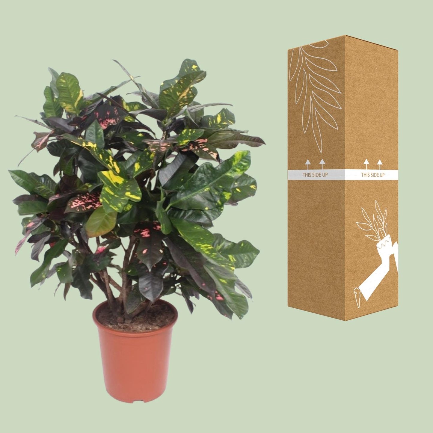 Codiaeum Magnificent (Croton Magnificent) - Ø27cm - ↕110cm - Pflanzfix24
