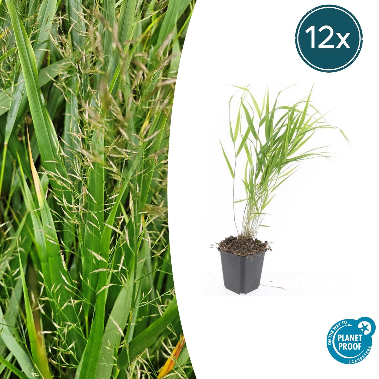 12x Hakonechloa macra – Japanisches Waldgras, winterhart | Pflanzfix24.de - Pflanzfix24.de