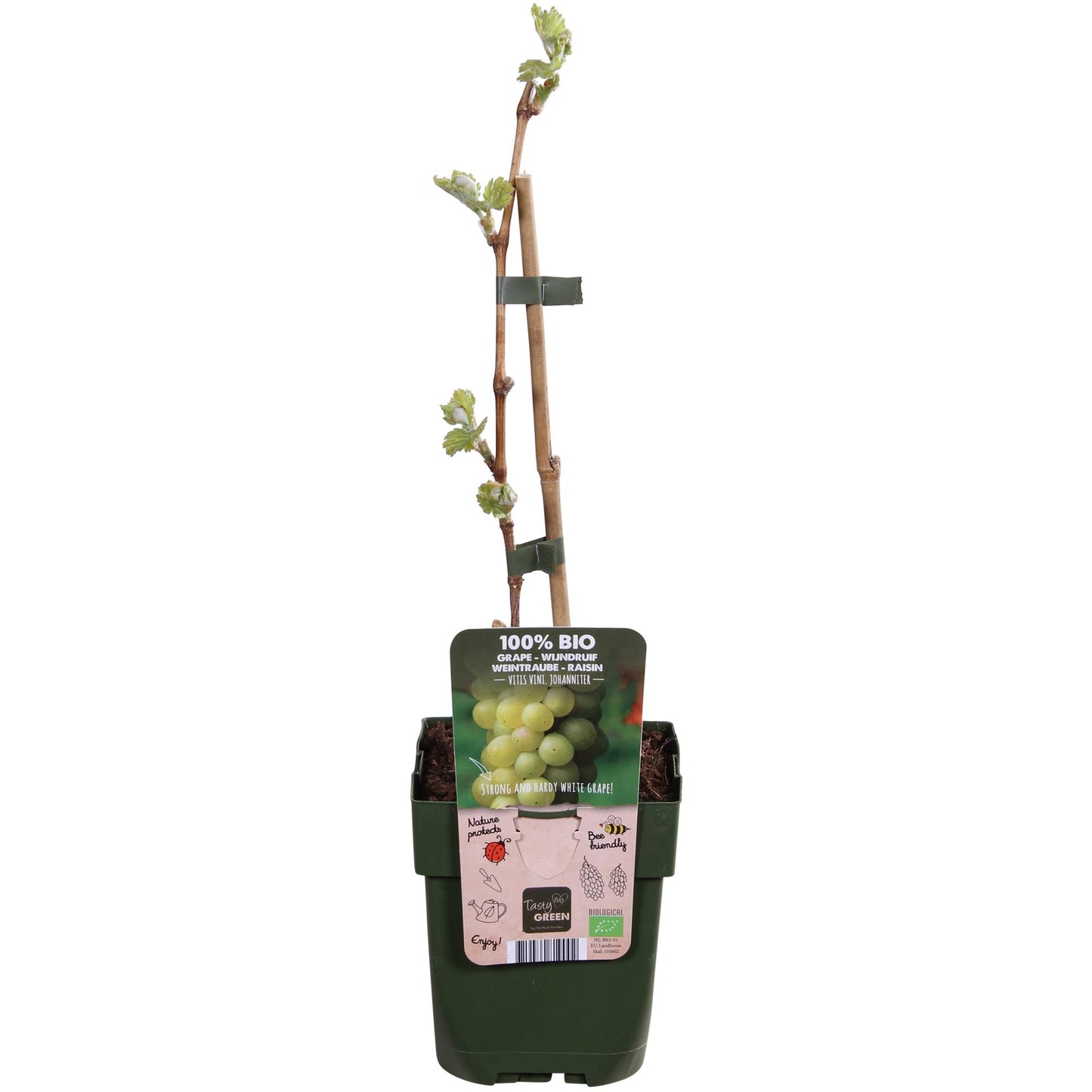 Vitis Johanniter Weißweintraube – Bio Rebe von Pflanzfix24.de - Pflanzfix24.de