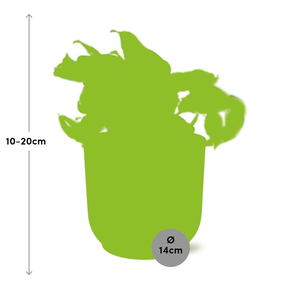 Epipremnum Pinnatum Happy Leaf in ELHO Vibes Fold 14cm geel - Pflanzfix24
