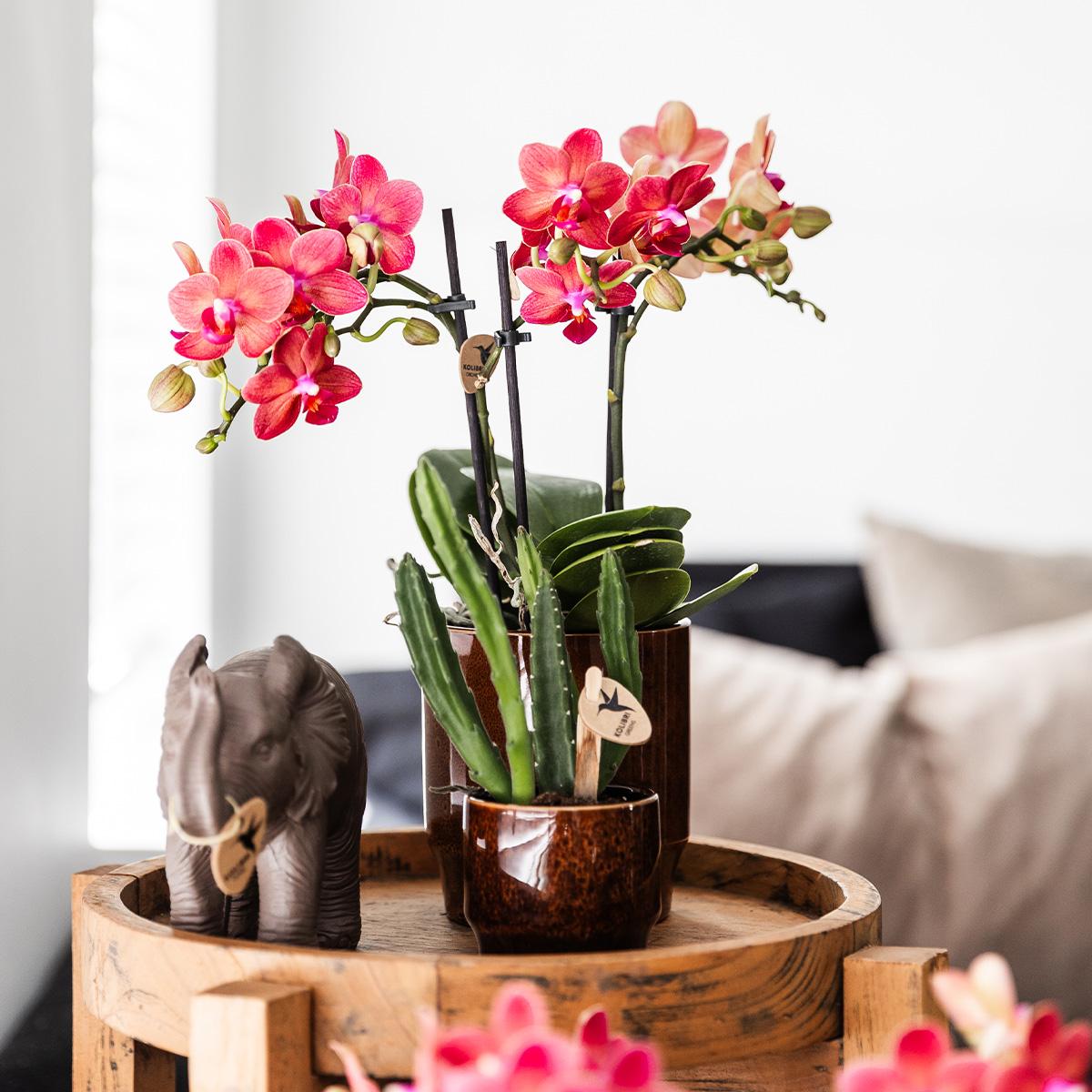 Stapelia Kaktus Ø6cm – Zimmerpflanze bei Pflanzfix24.de - Pflanzfix24.de