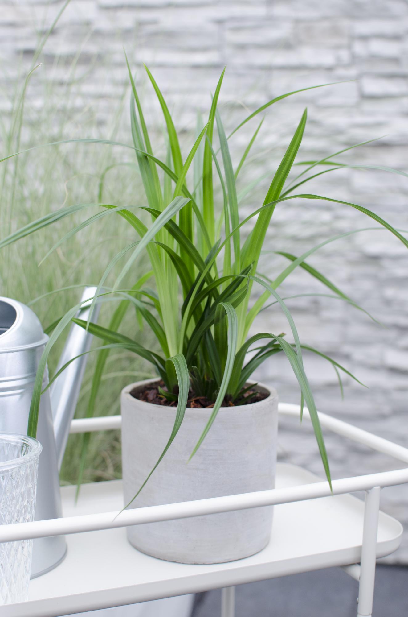 3x Carex morrowii 'Irish Green' - ↨30cm - Ø14 - Pflanzfix24